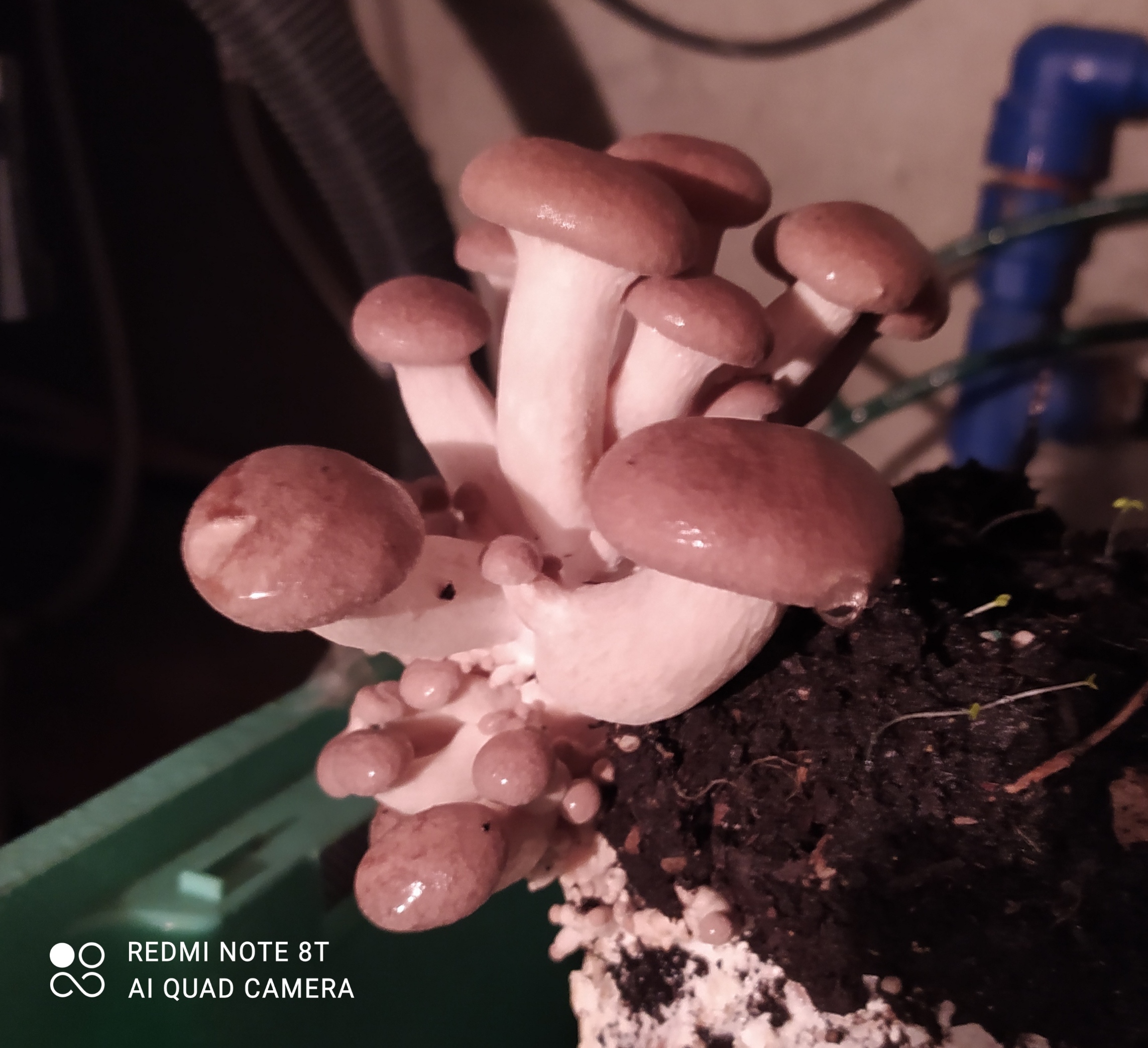 Cardoncelli in the house