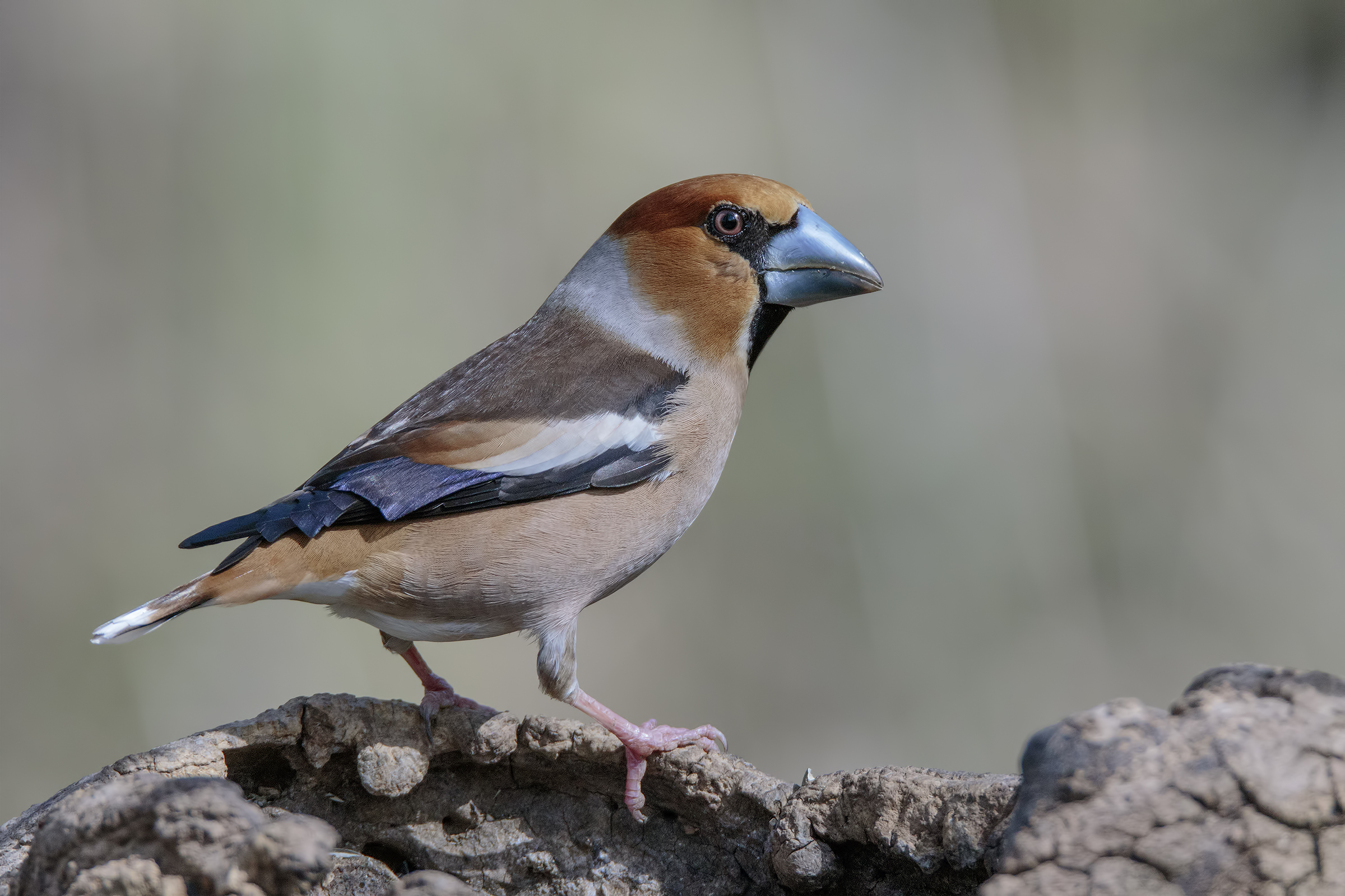 Tutti i colori del Frosone
