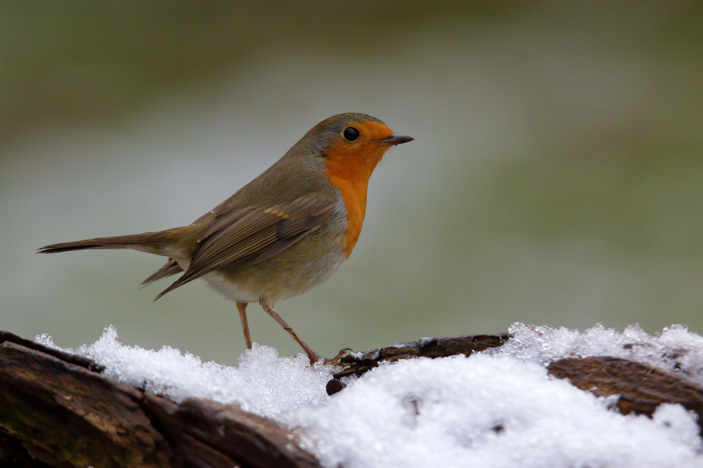 in the snow