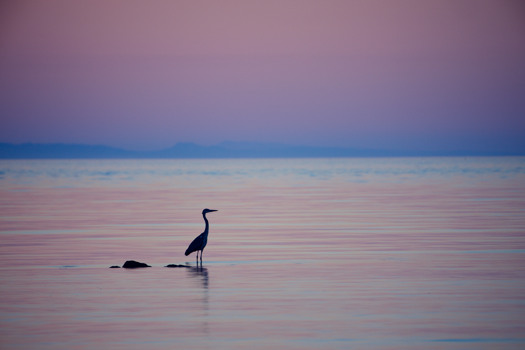 Airone al crepuscolo