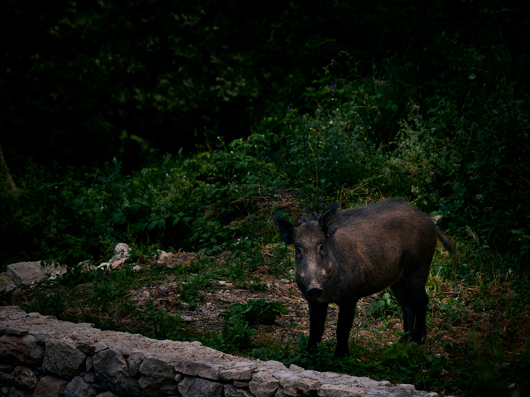 Wild boar