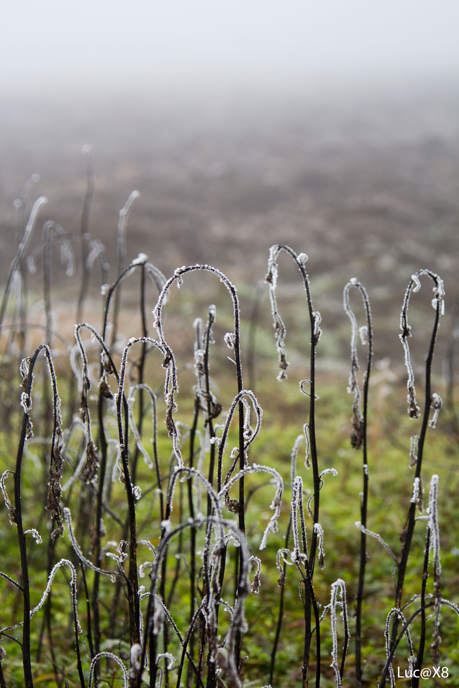 Ghiaccioli mattutini
