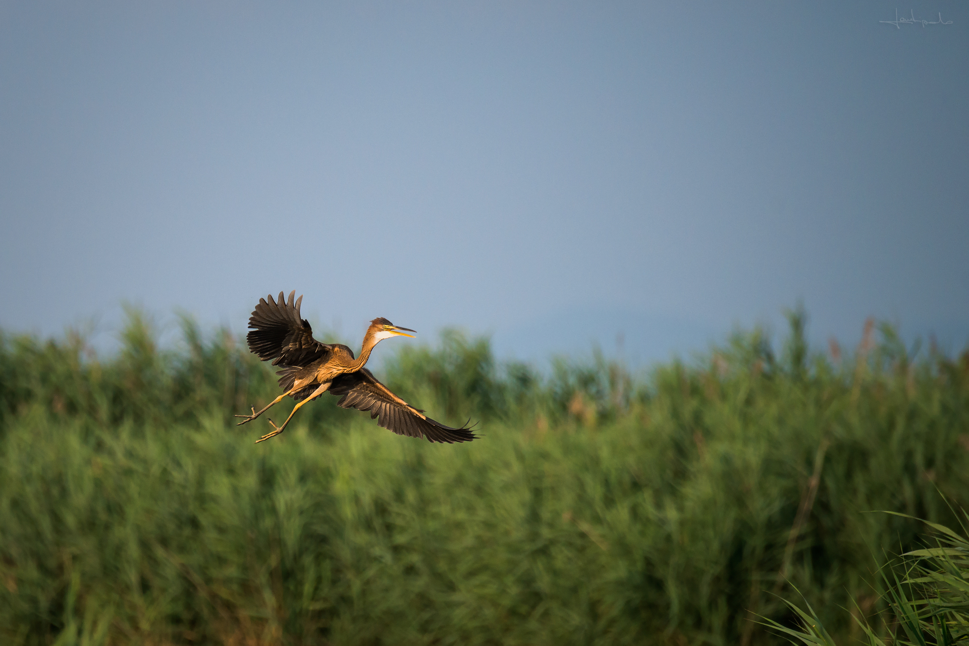 Primi voli del pullo