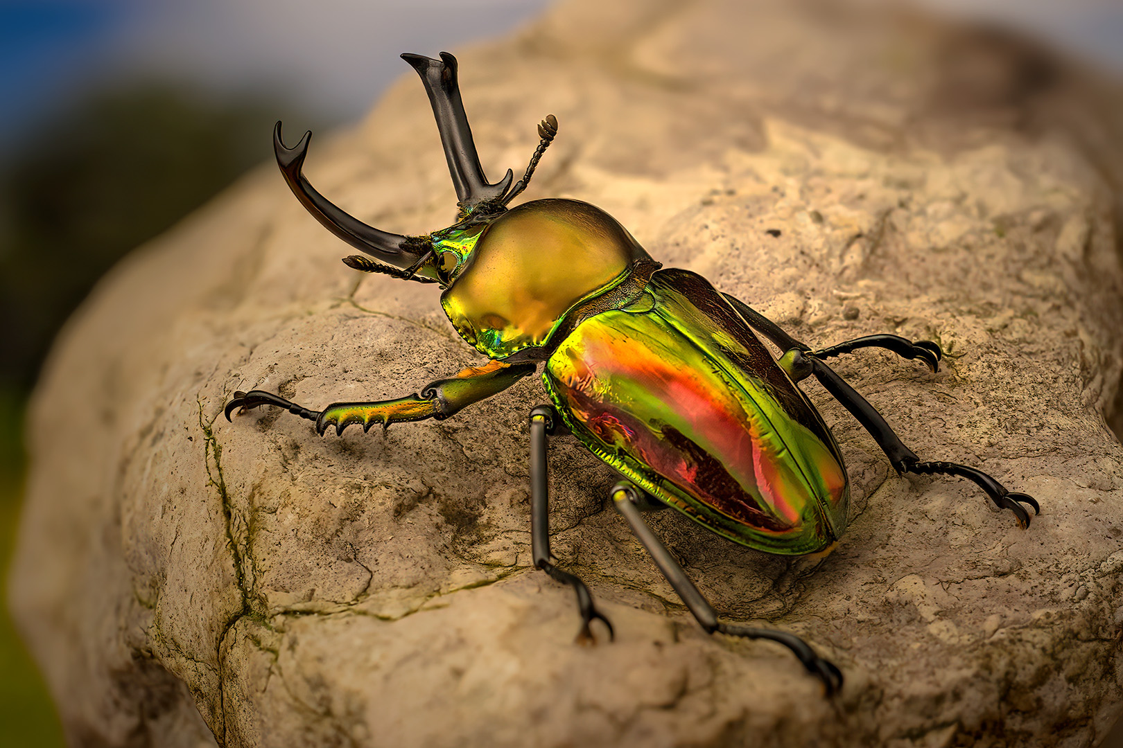 Phalacrognathus muelleri