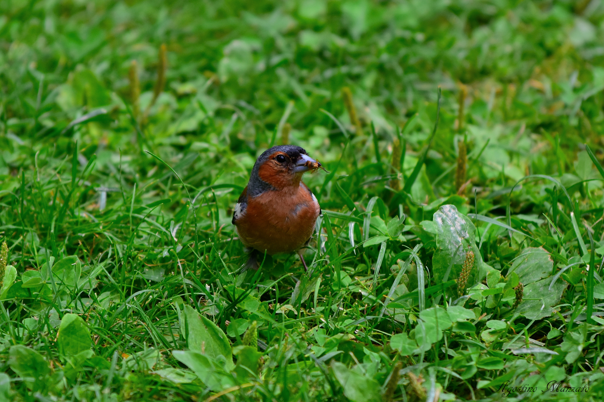 Fringuello maschio con preda