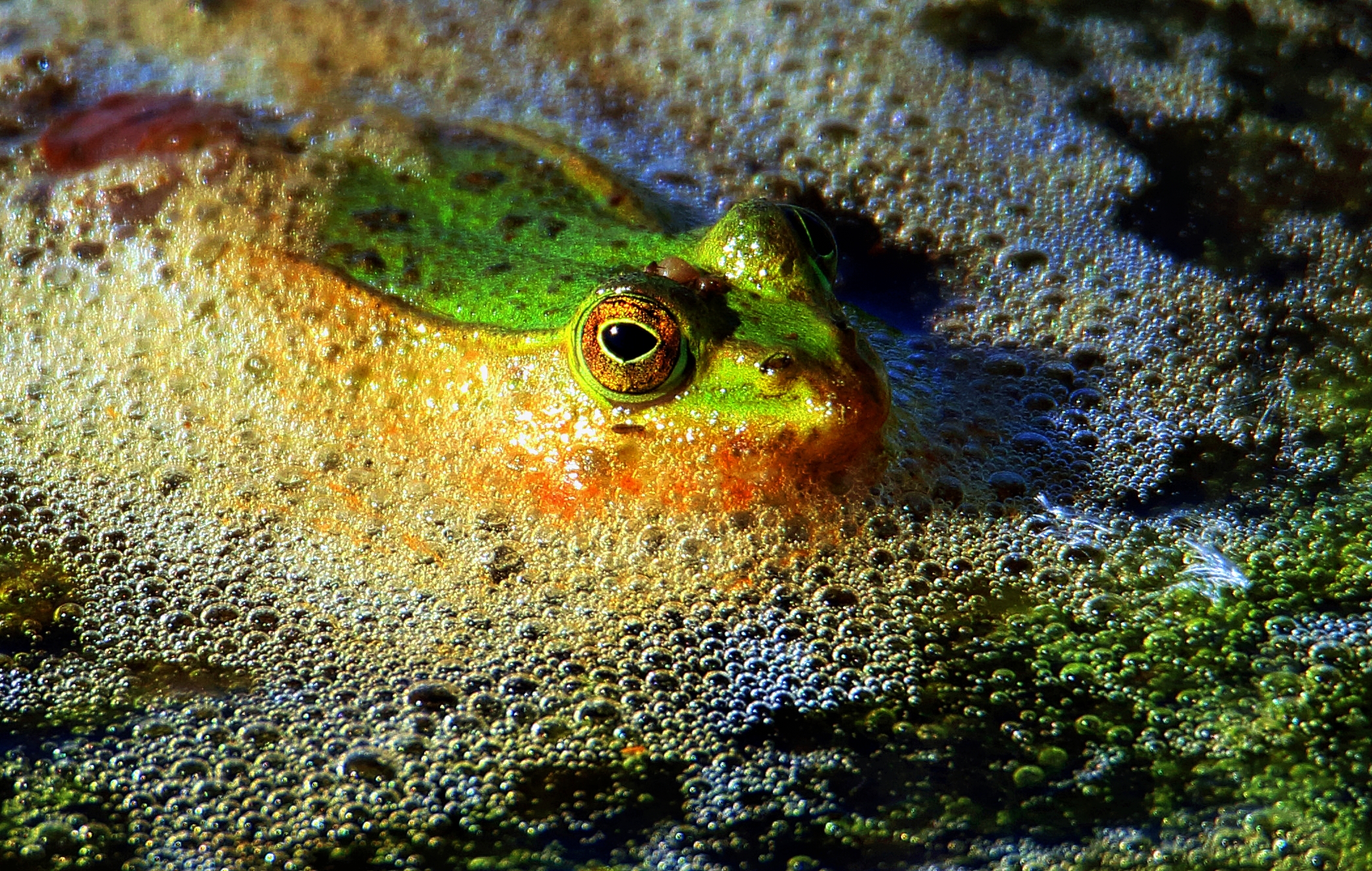 Hyla intermedia
