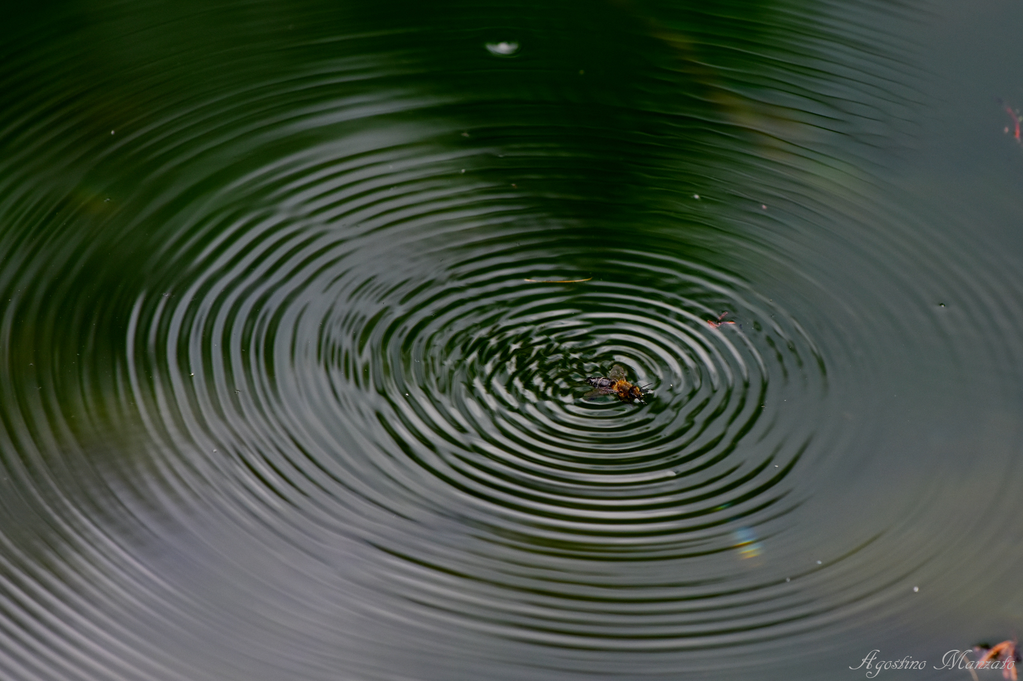 The last flapping of wings...