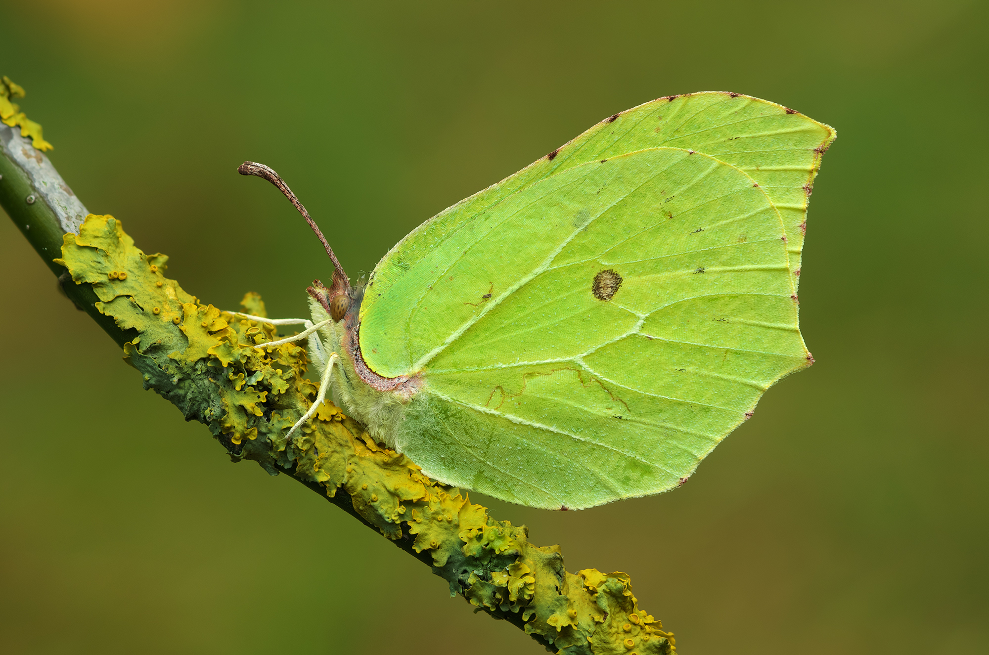 Gonepteryx rhamni