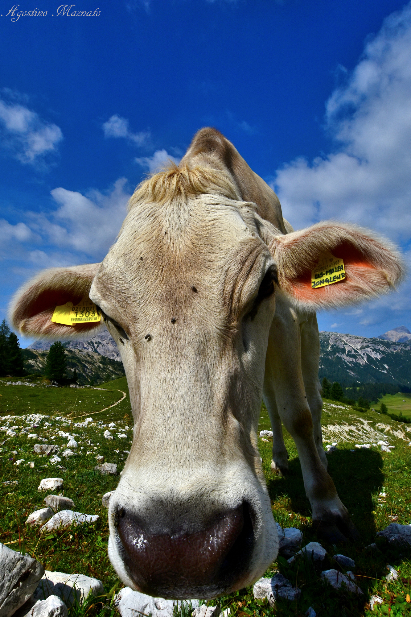 Ciao! Io sono Carolina e tu?