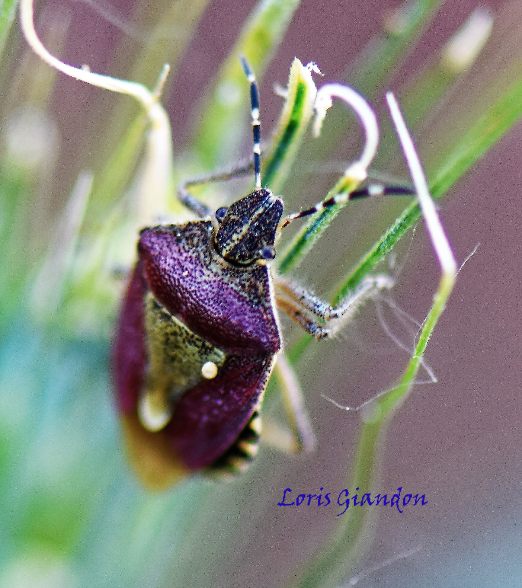 Cimice Viola