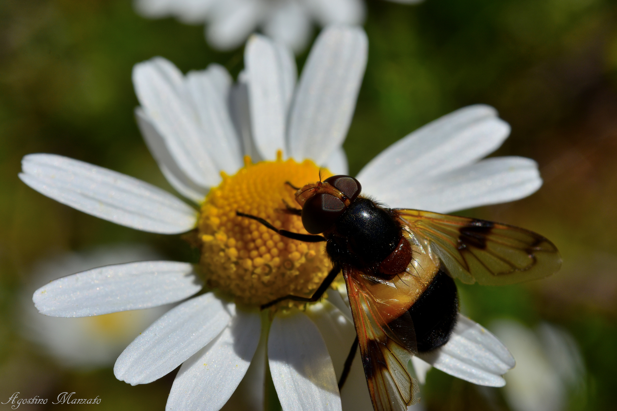 insect on daisy