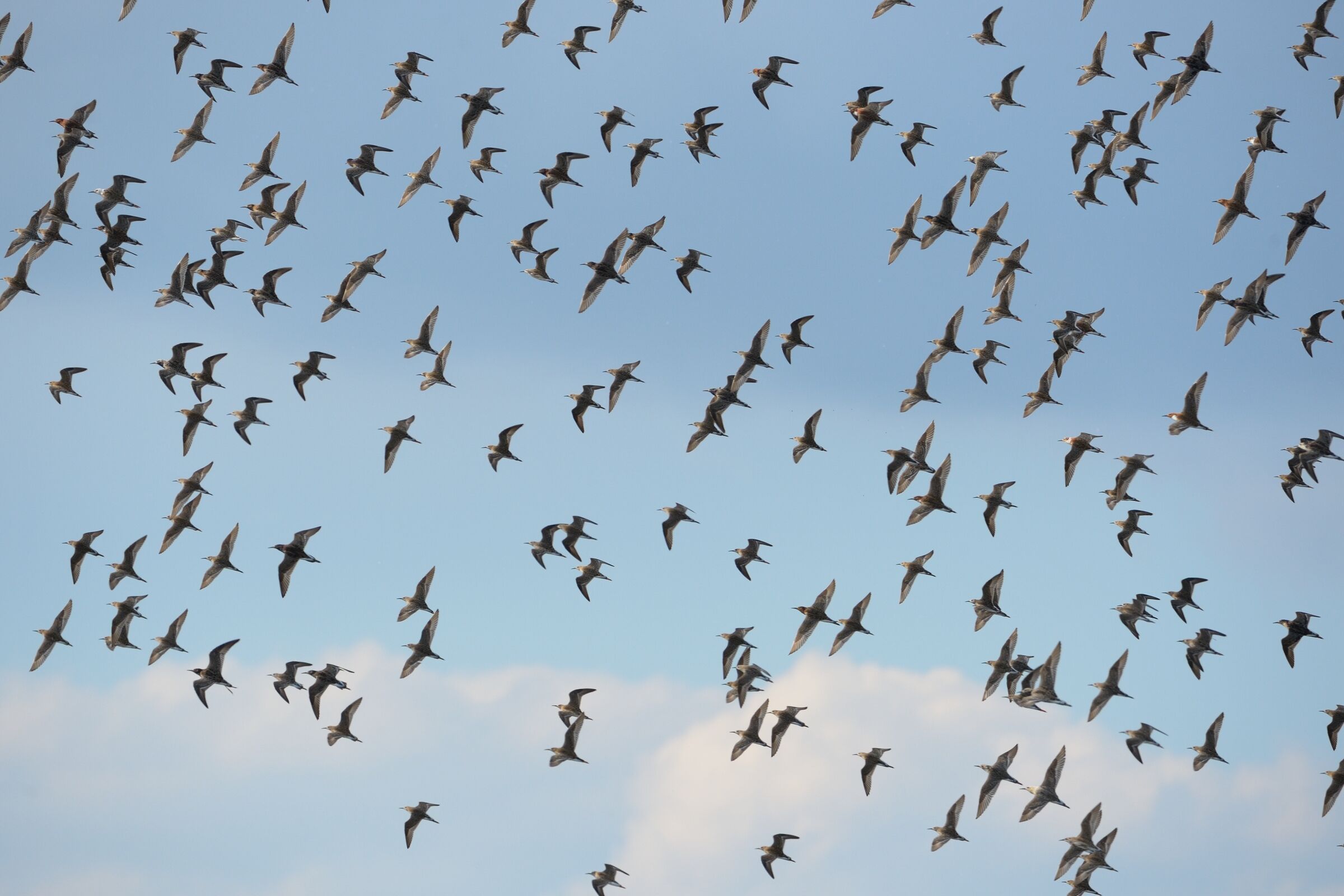 Combattenti (Philomachus pugnax)