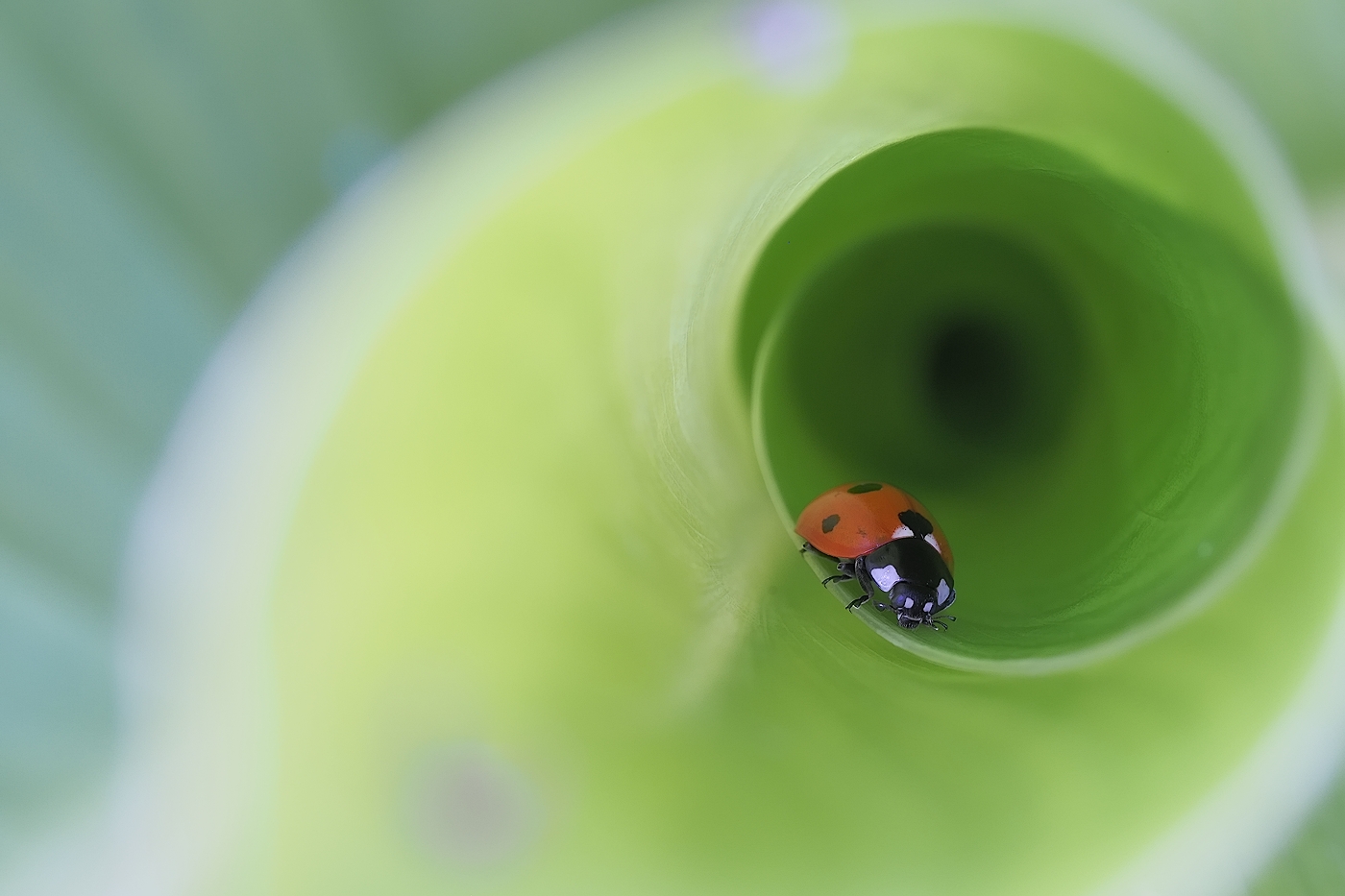 Coccinella