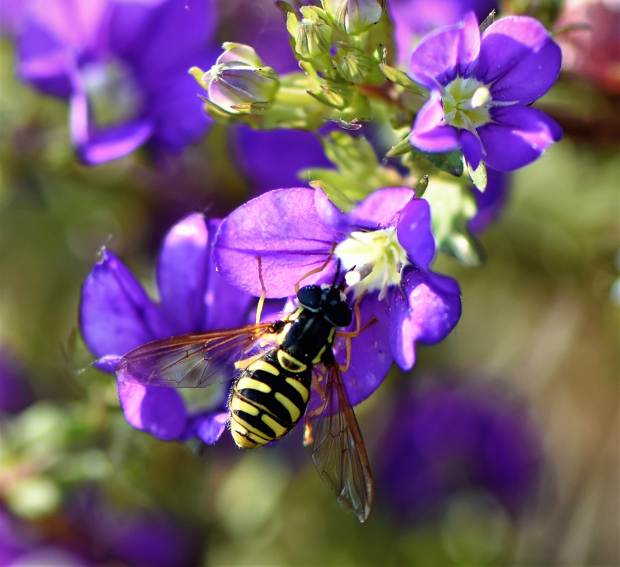 Mosca colorata