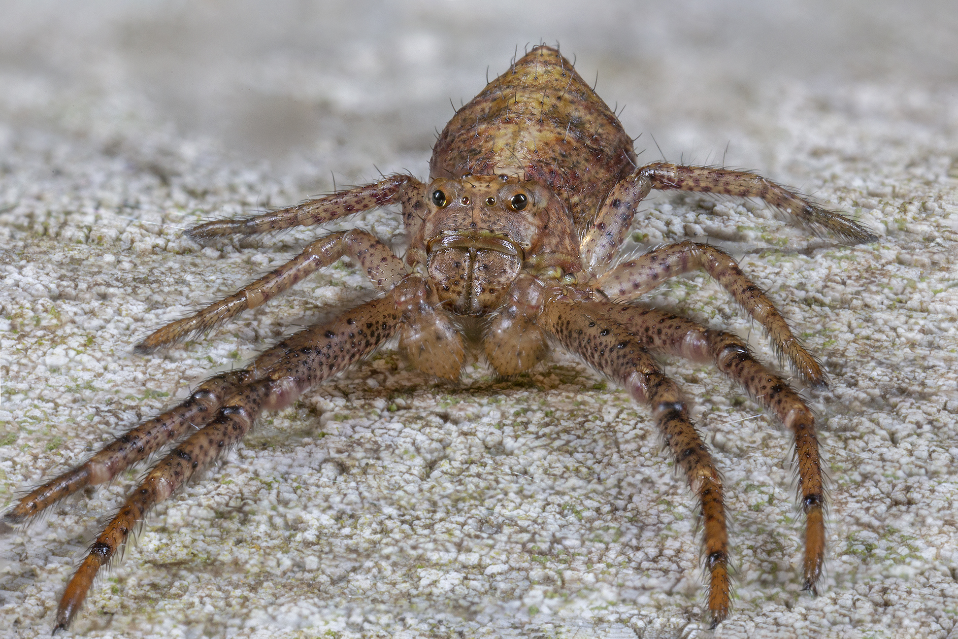 Thomisidae, Tmarus sp.