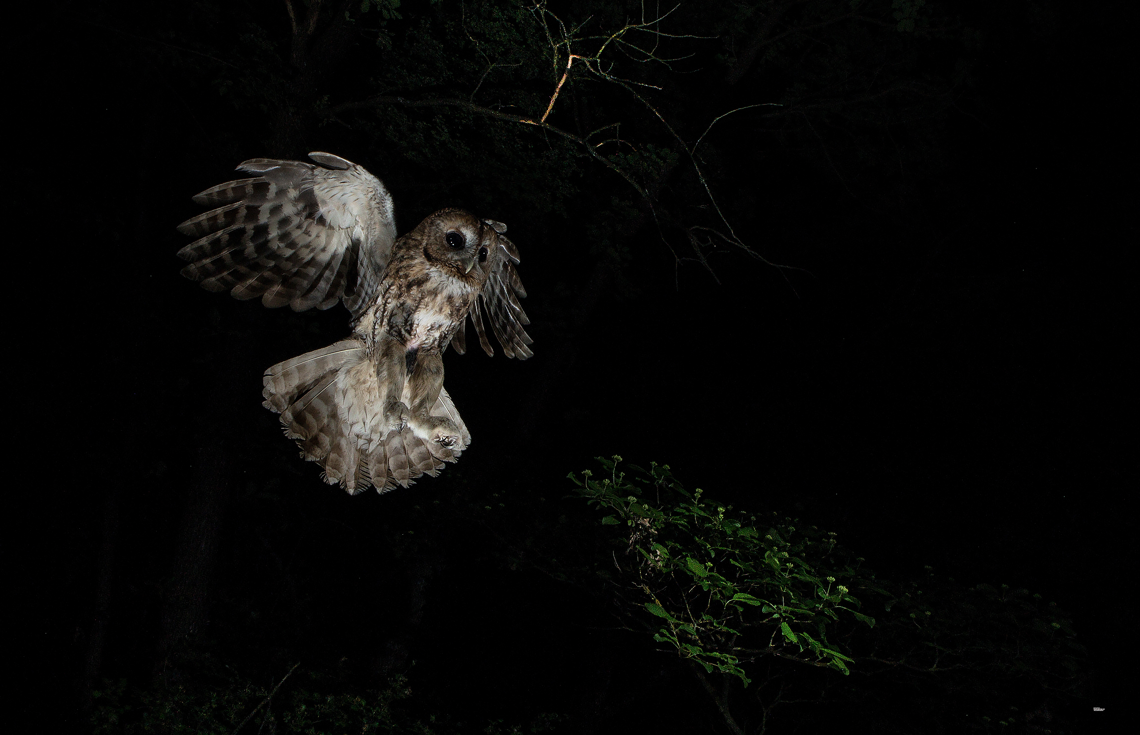 Allocco in volo, collina bolognese