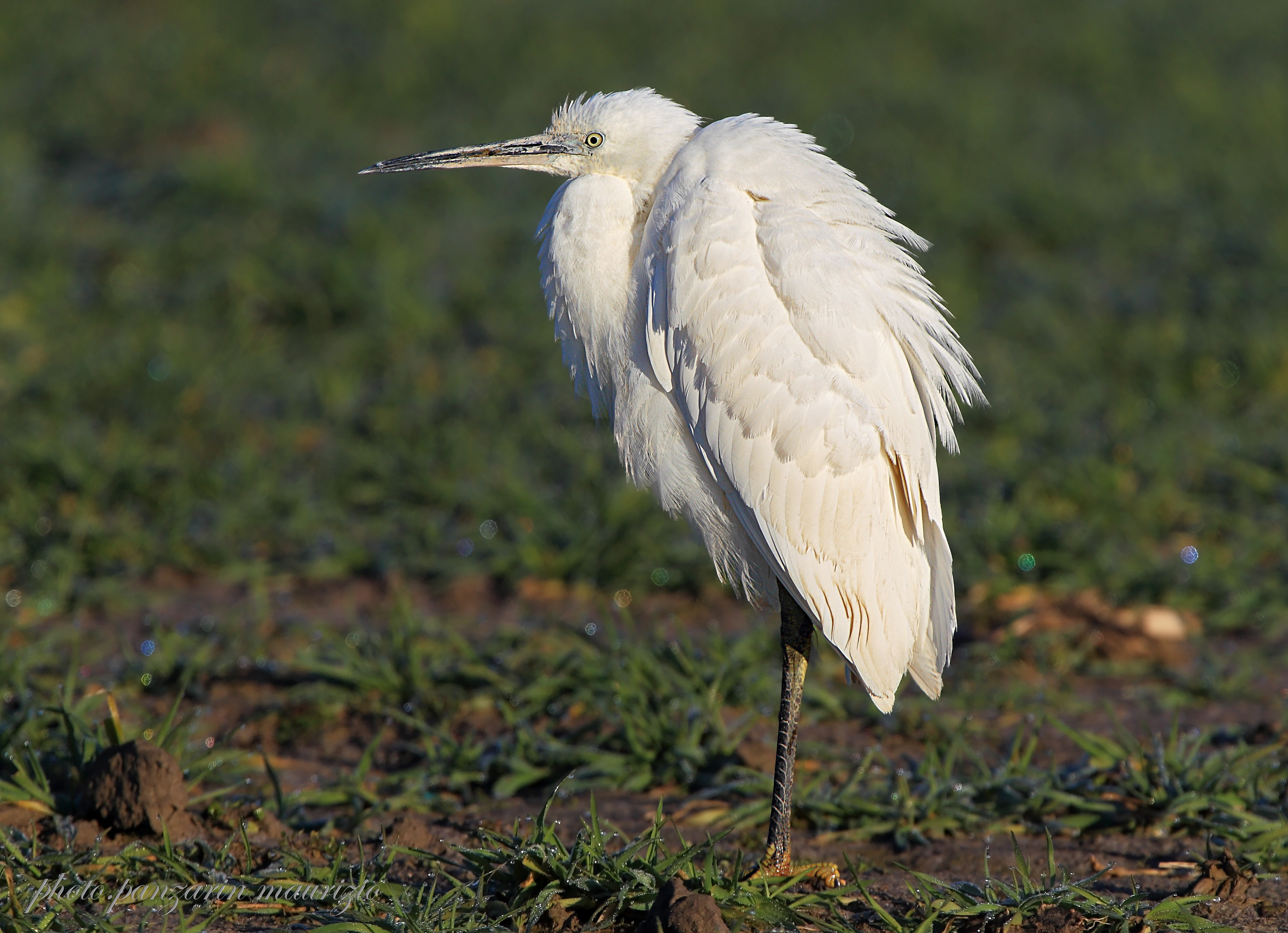 egret in relaxation