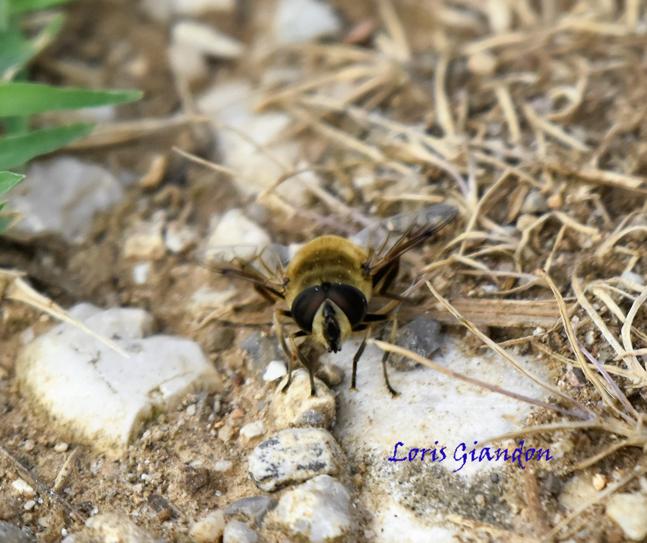 mosca