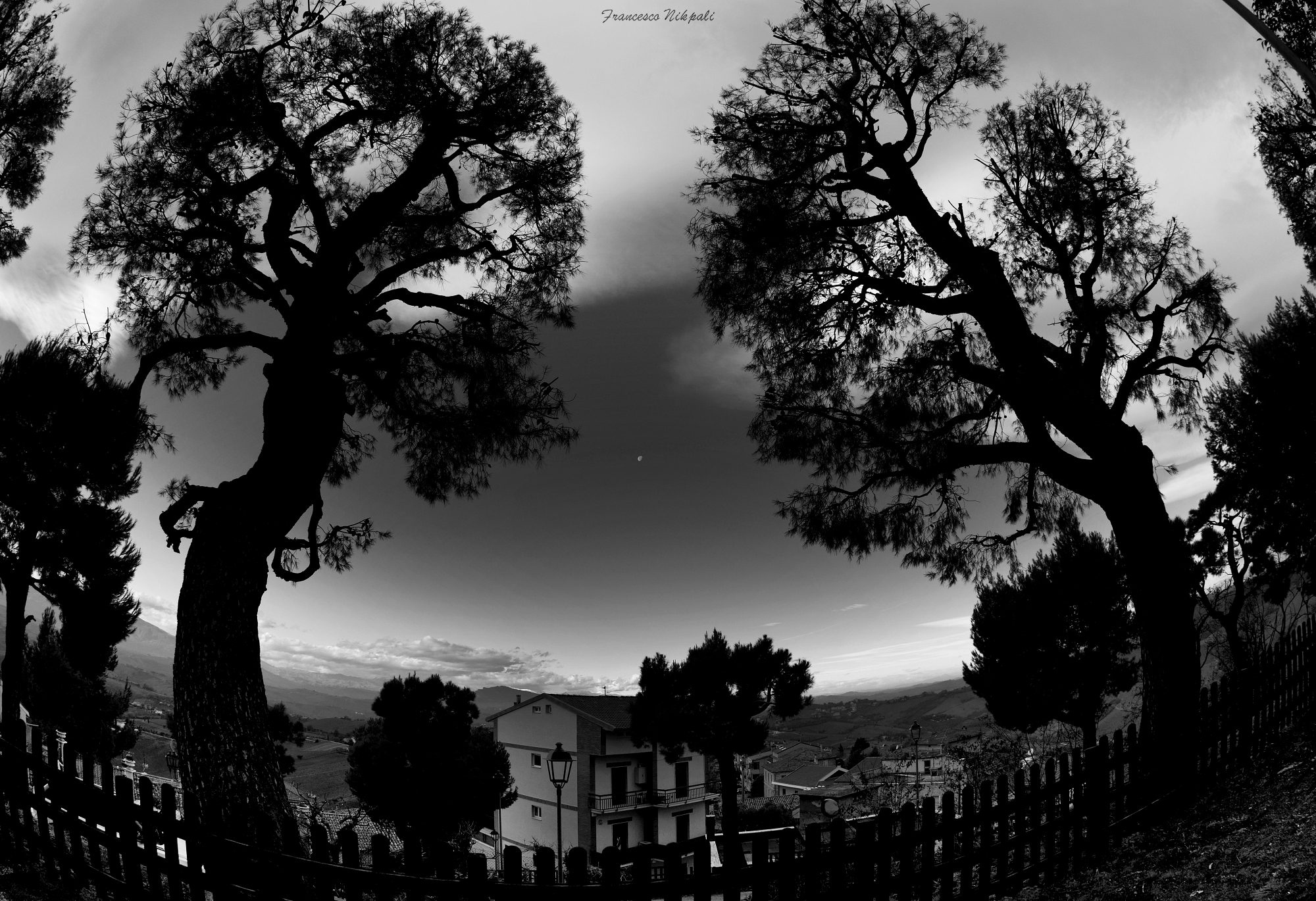 Moon between the trees