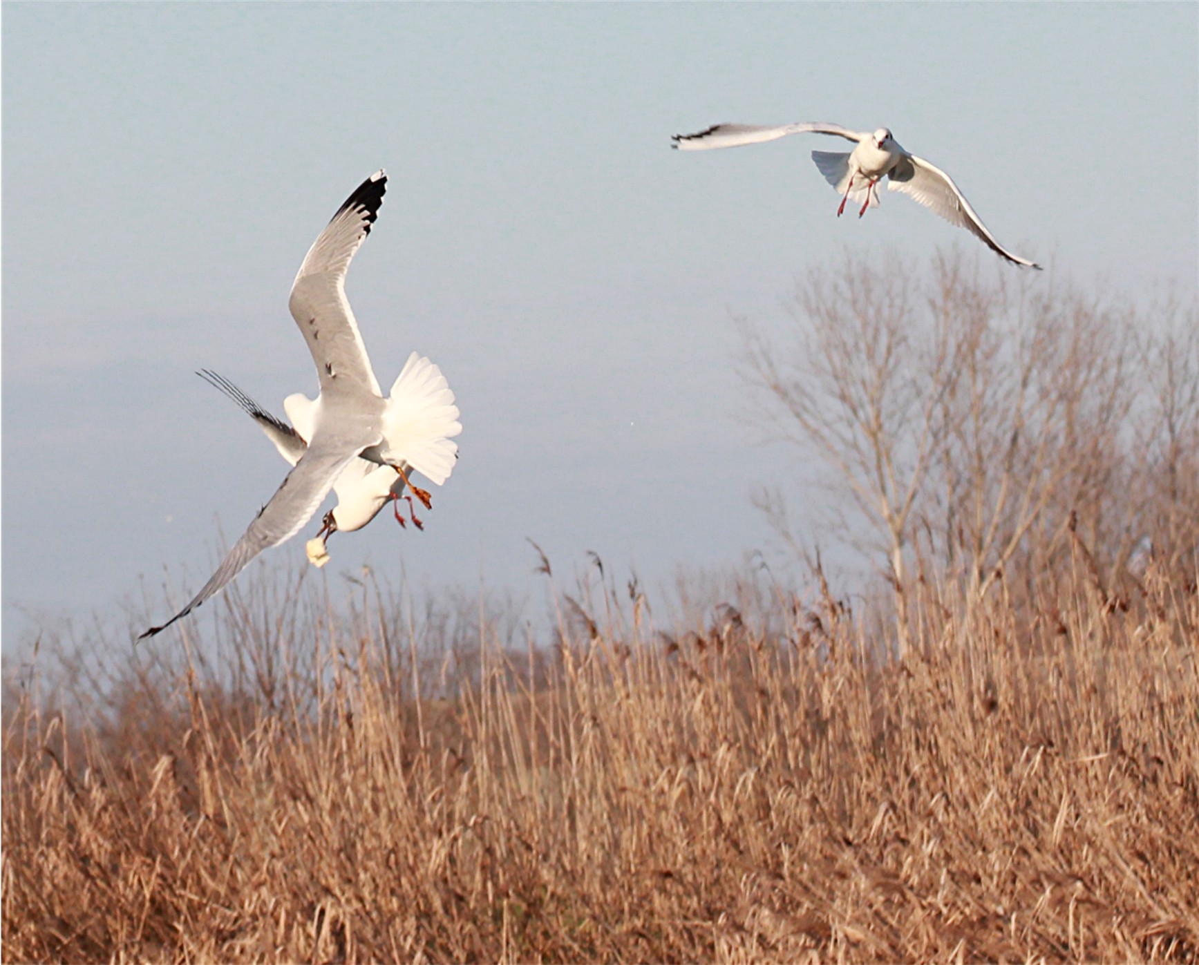 fighting over food. Aerobatics