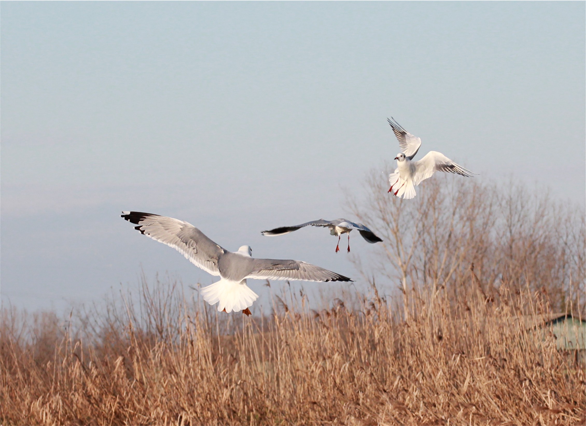 Surrounded in flight