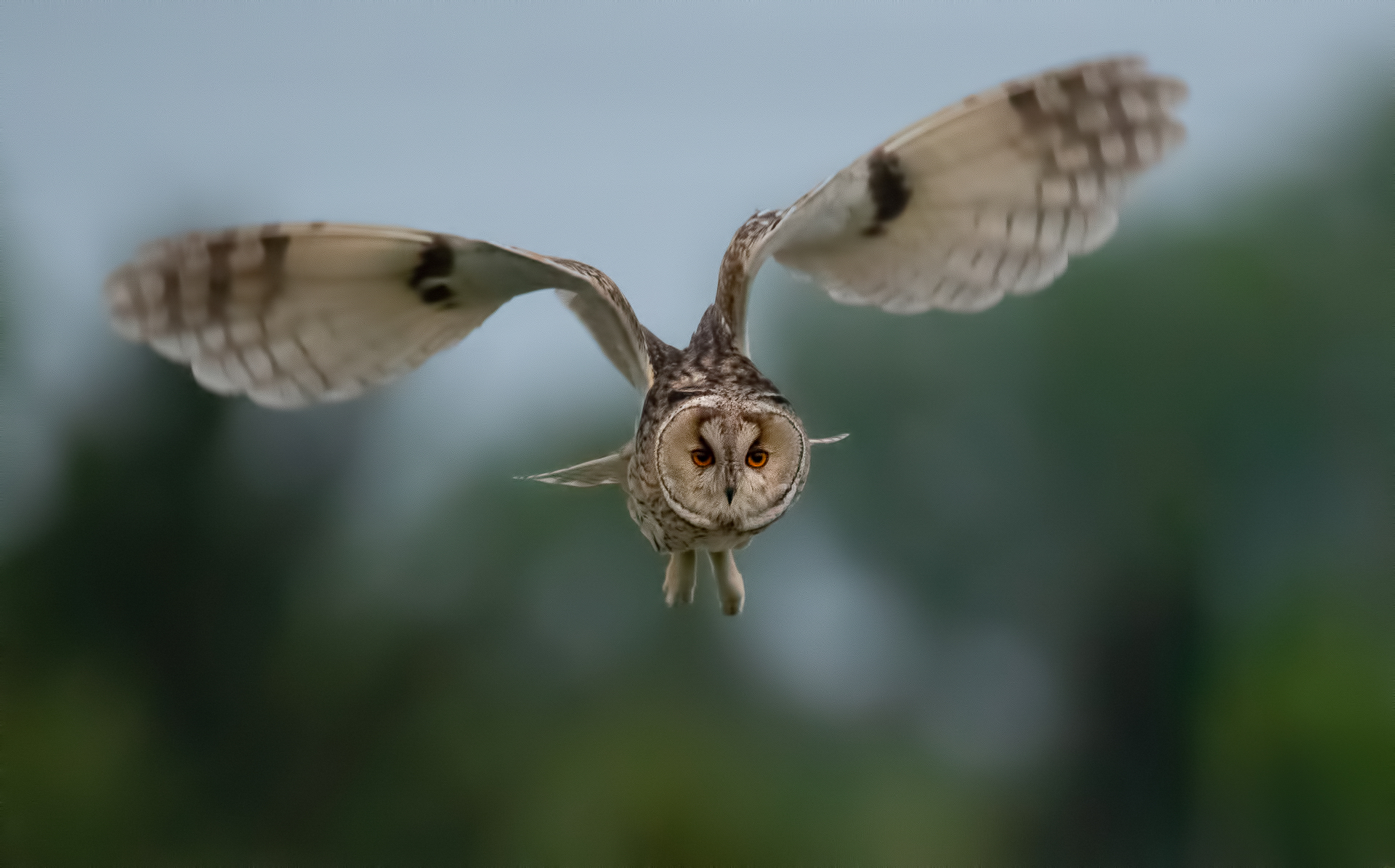 Gufo Comune (Asio otus)