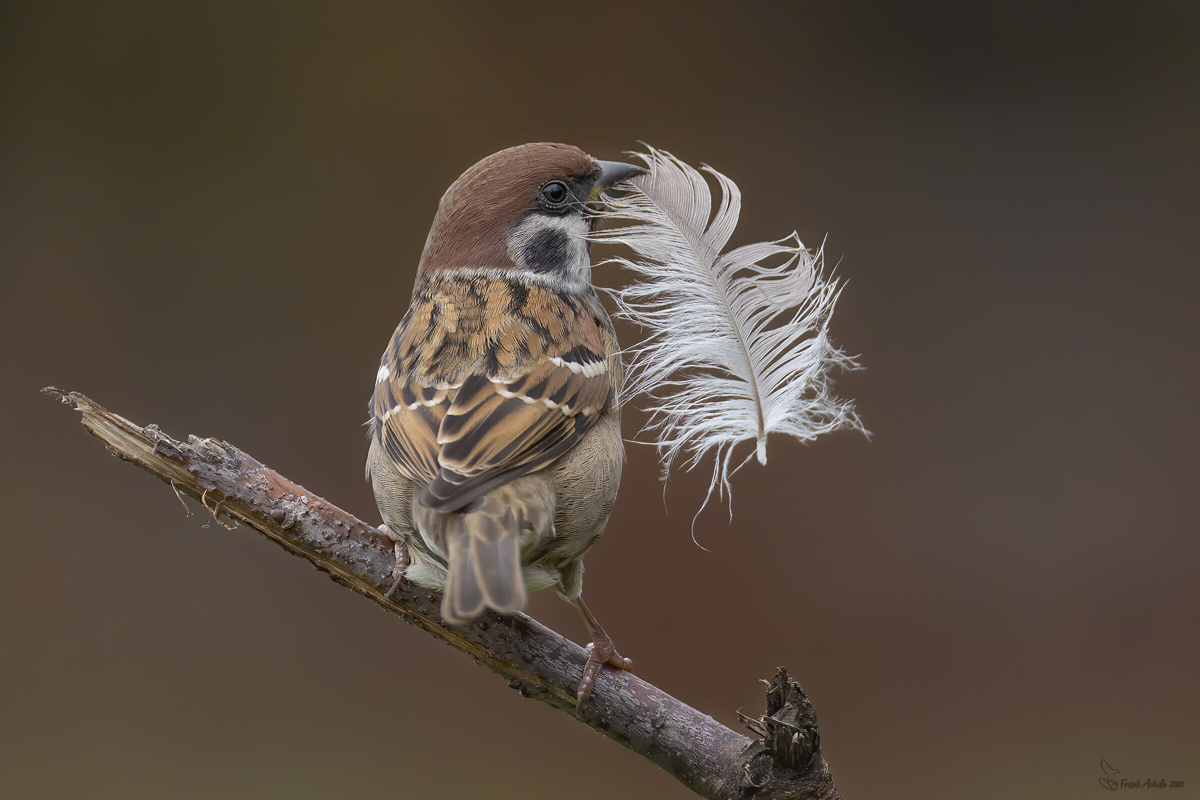 L'inverno si avvicina e lui si è procurato il piu...