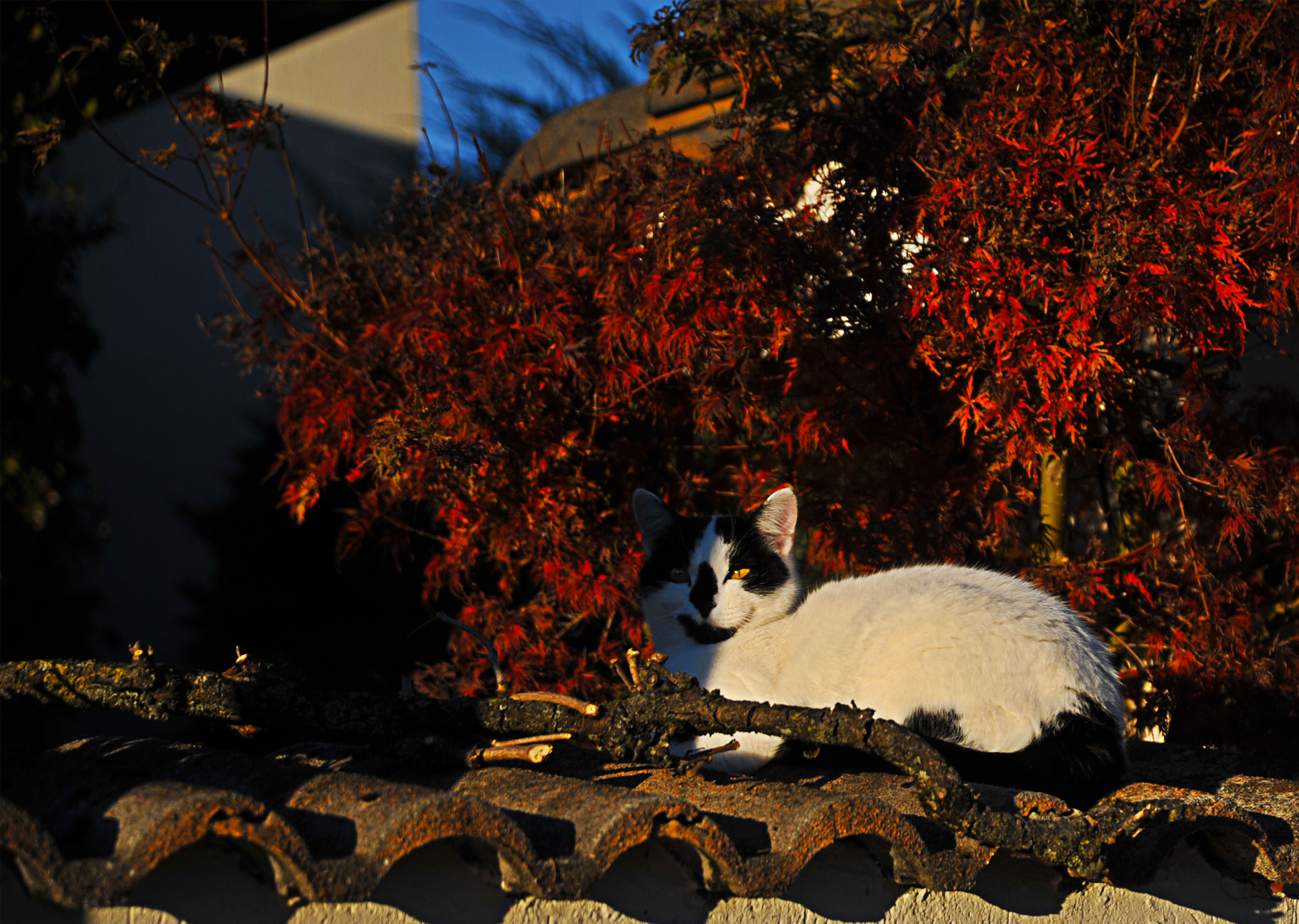 gattona in luce e ombra