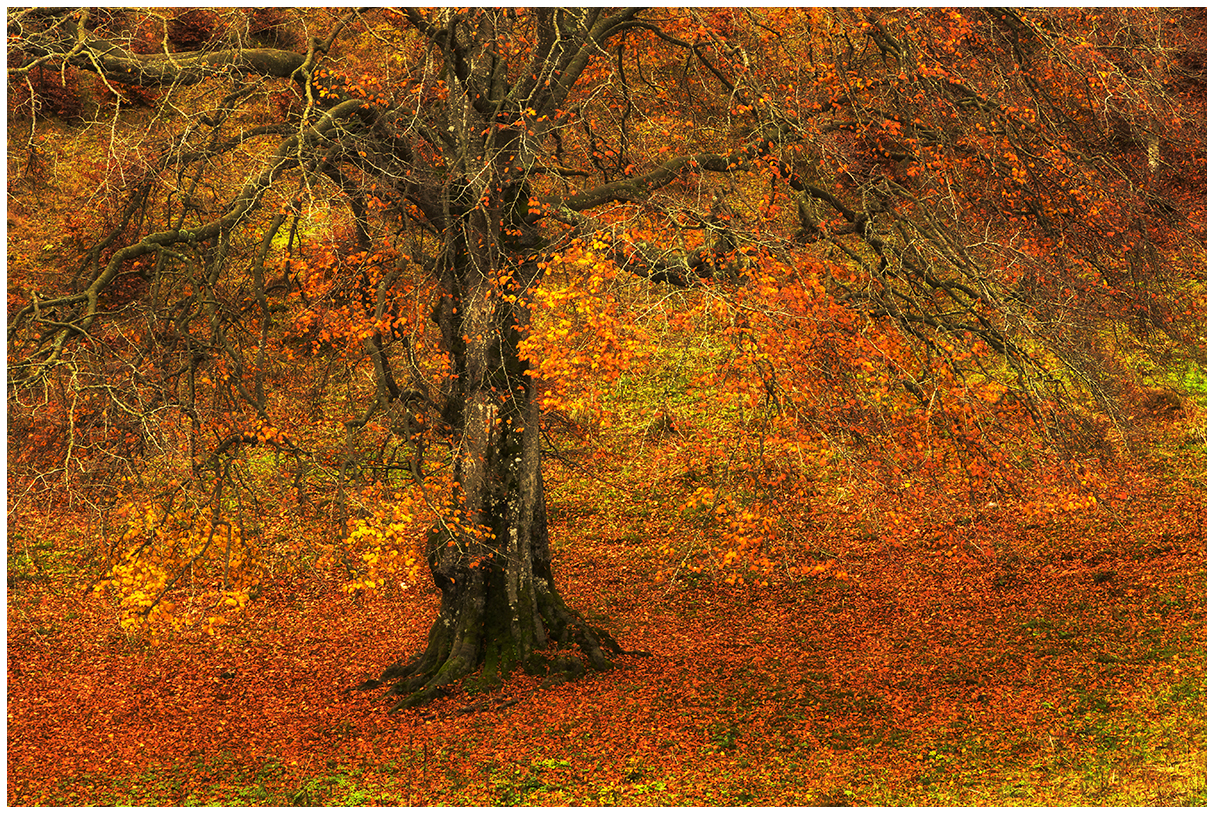 l'autunno del faggio e i suoi colori