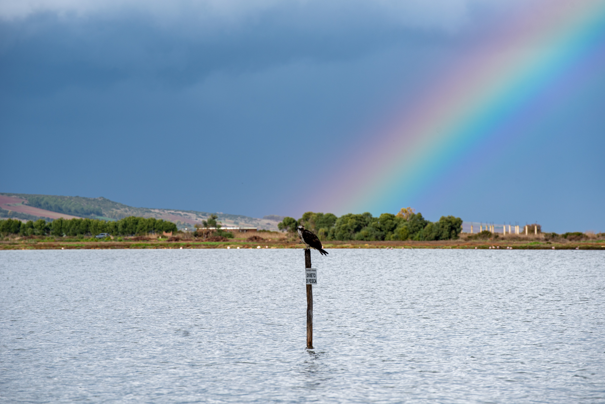Falcobaleno con sfondo di non finito sardo