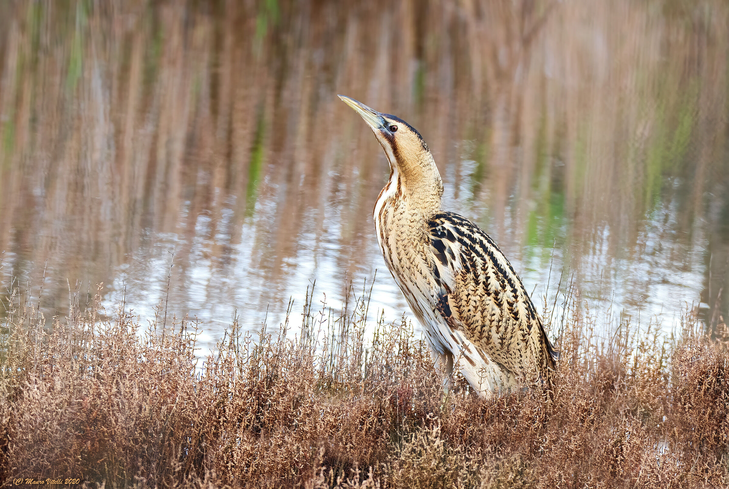 Tarabuso Department (Botaurus stellaris)