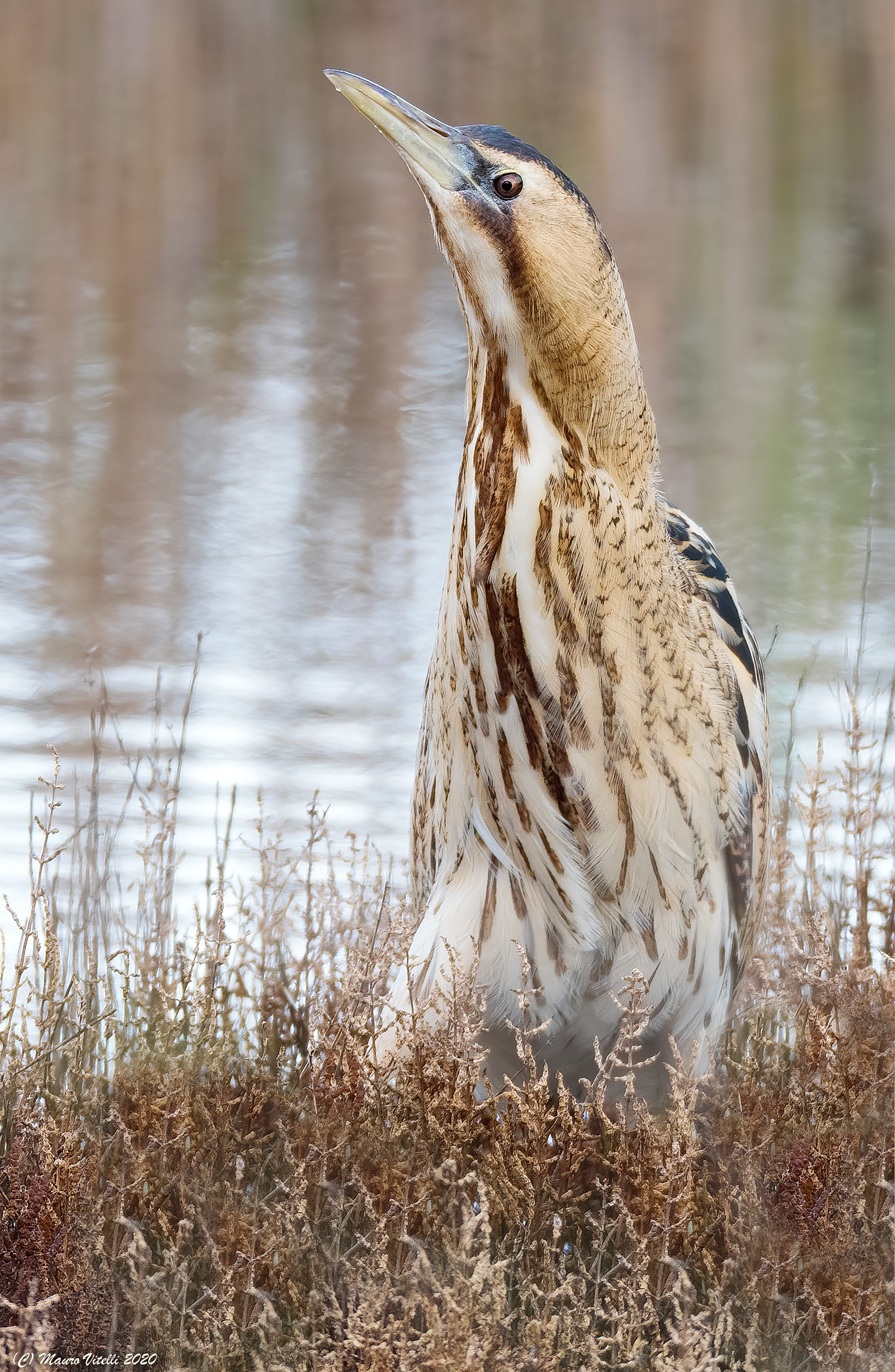 Tarabuso Department (Botaurus stellaris)