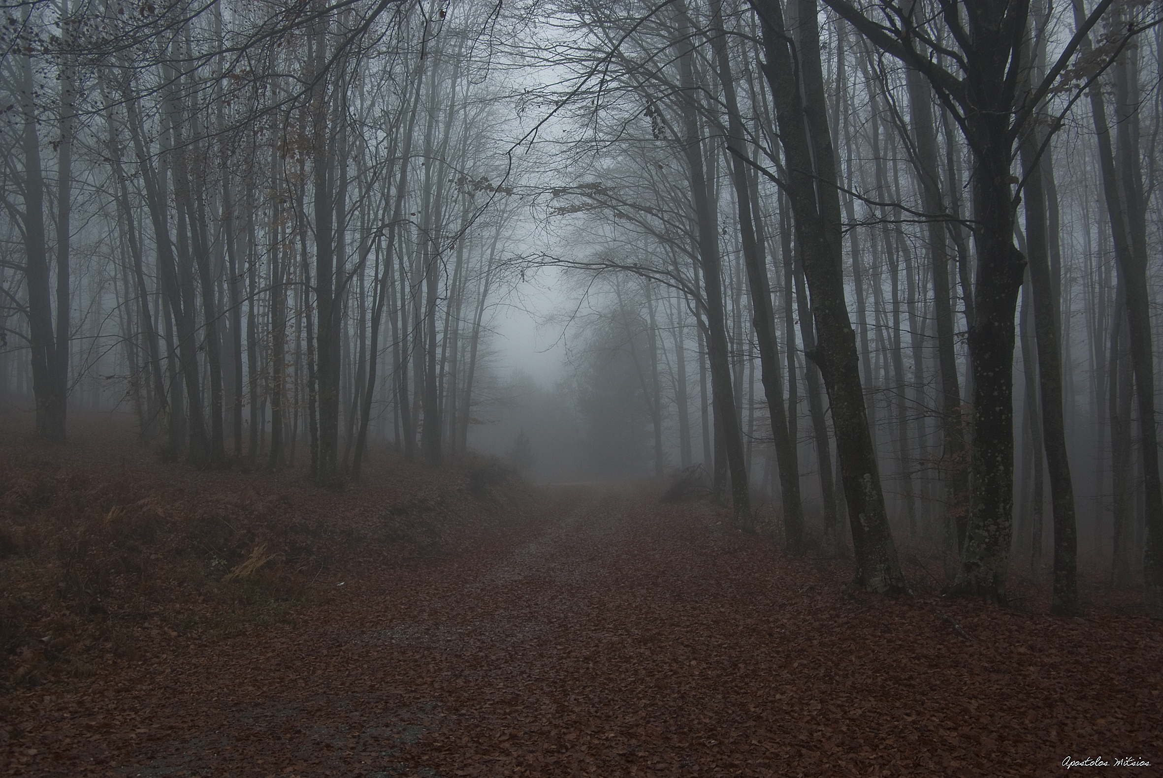 Paesaggio nella nebbia