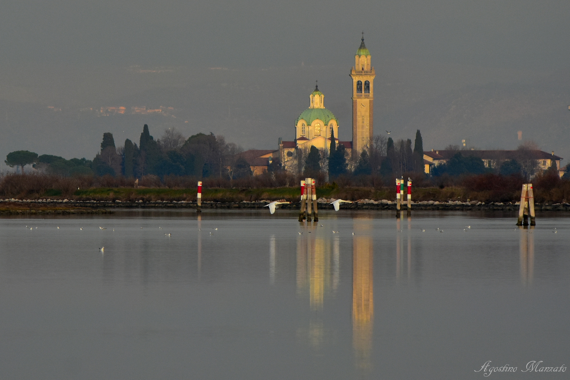 Swans in flight in front of Barbana