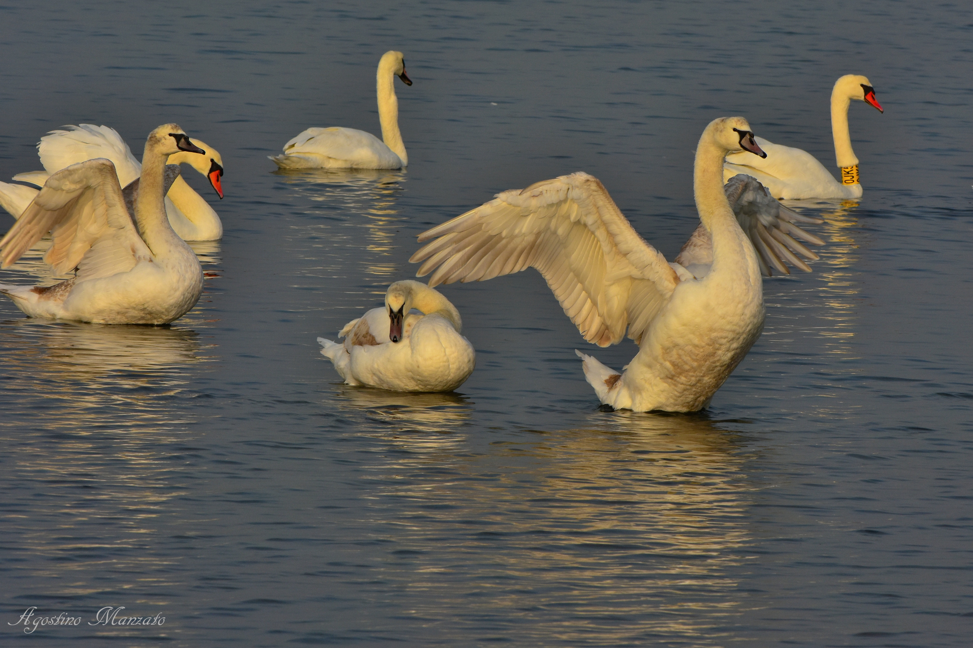 Swans in grado lagoon