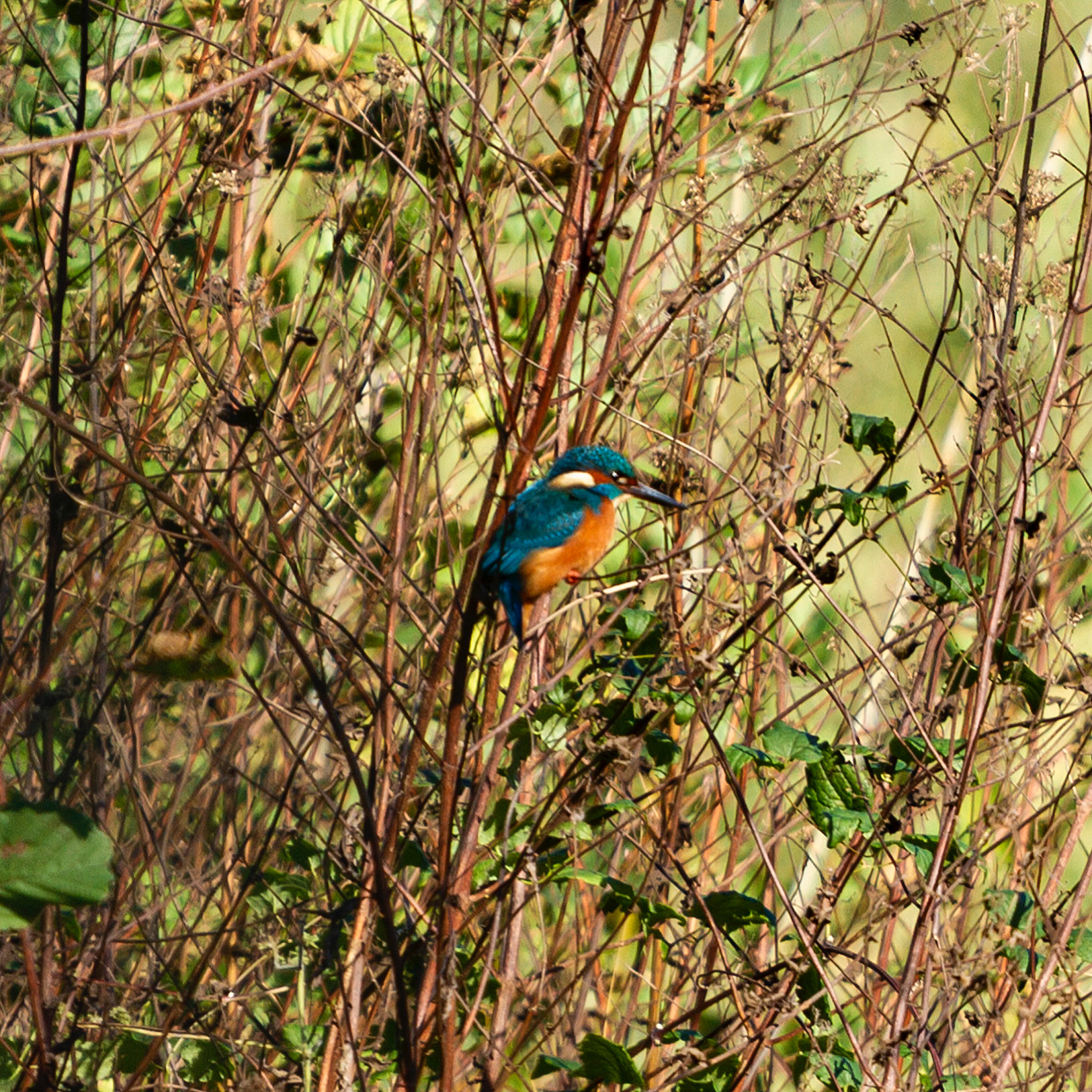 Kingfisher
