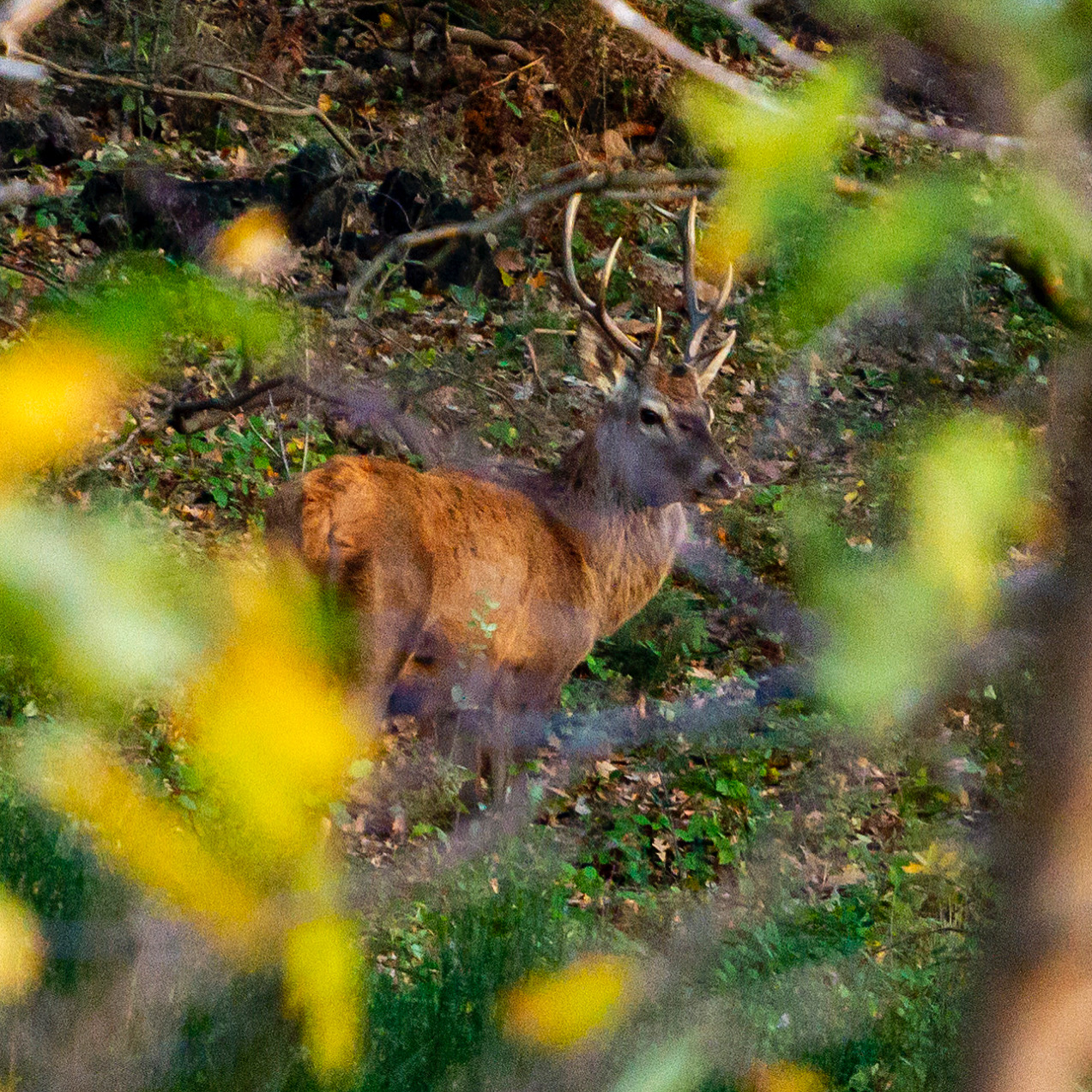 The King of the Woods