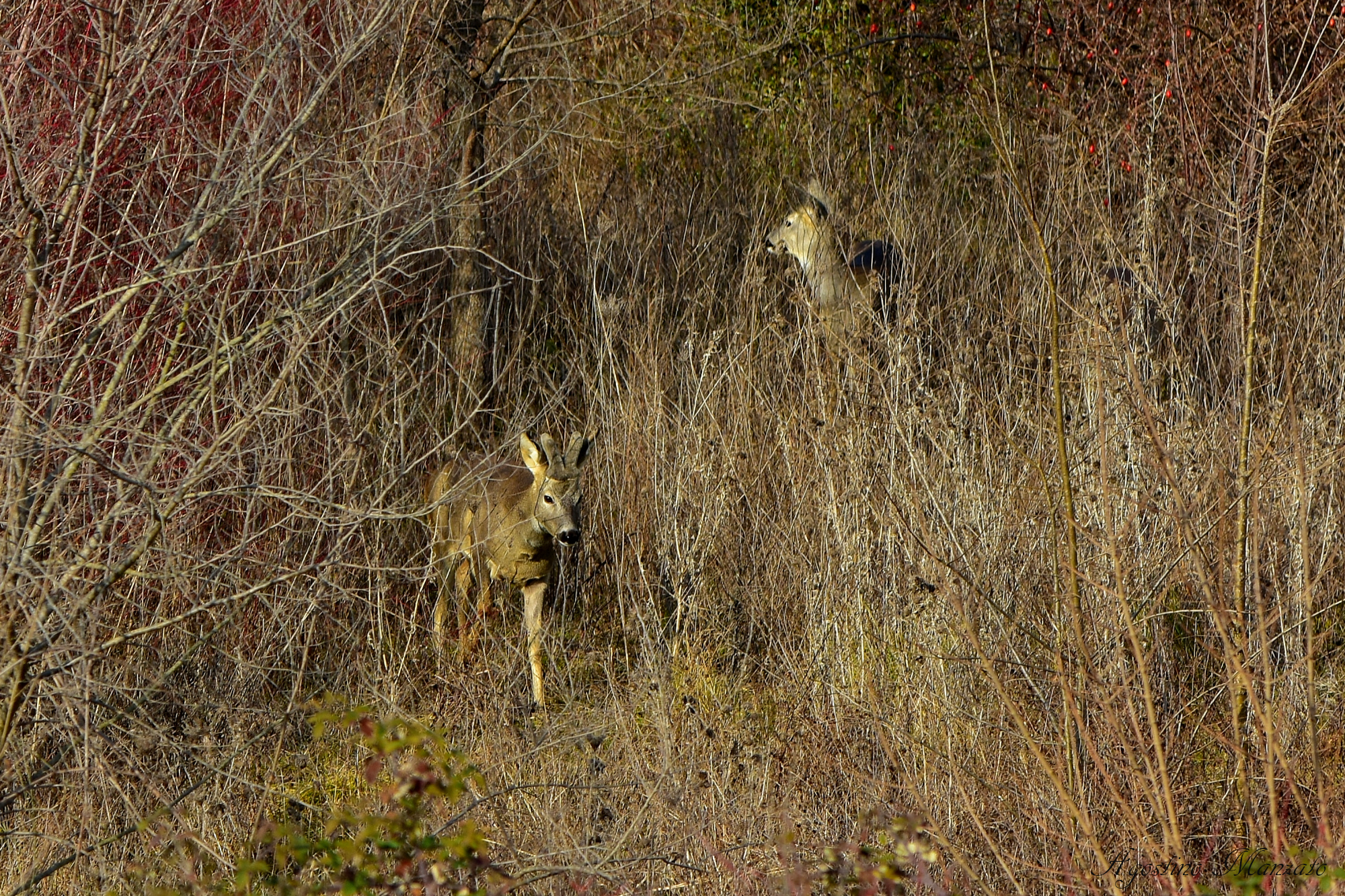 Roe deer in the scrub