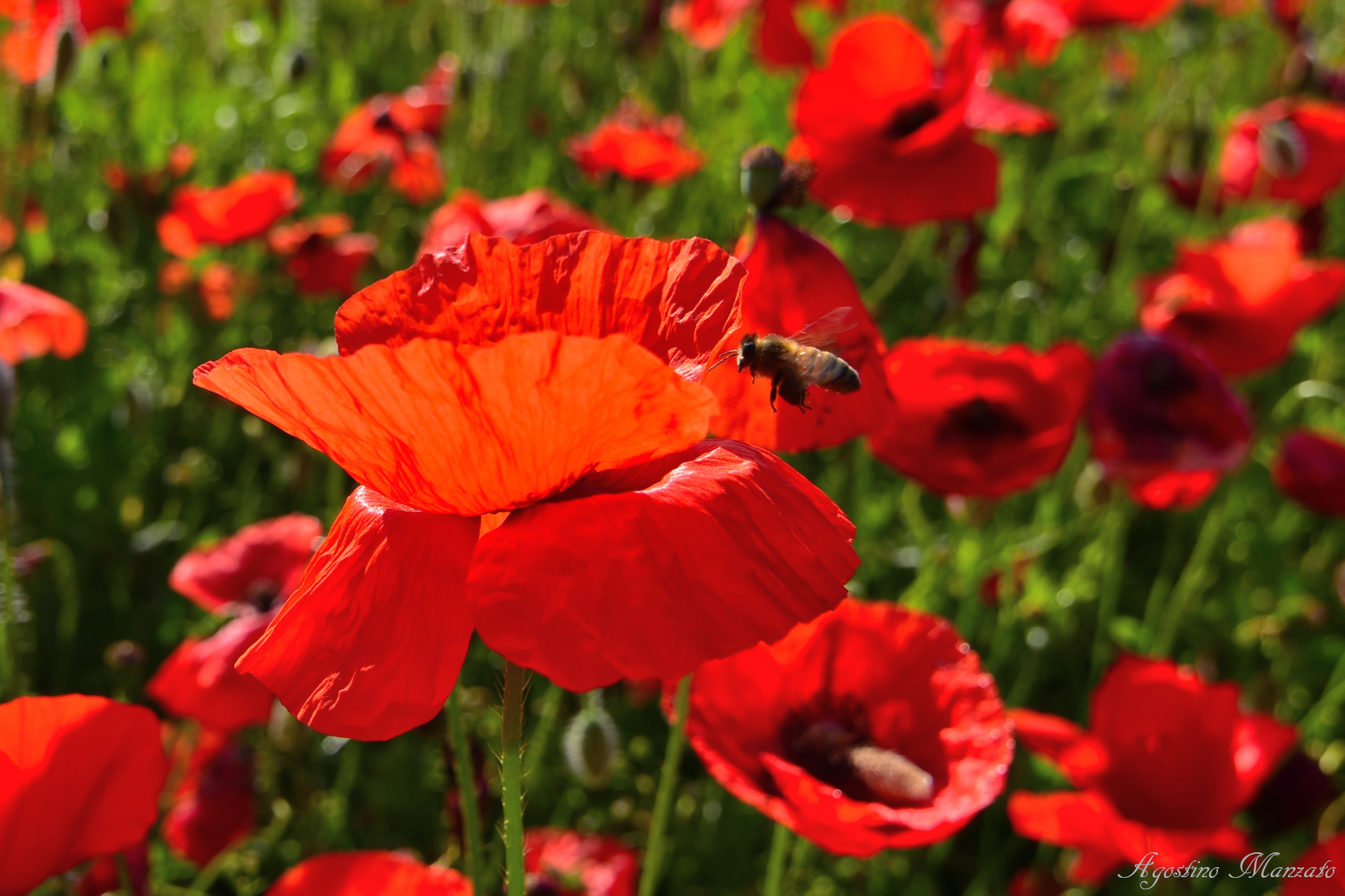 Bees and poppies