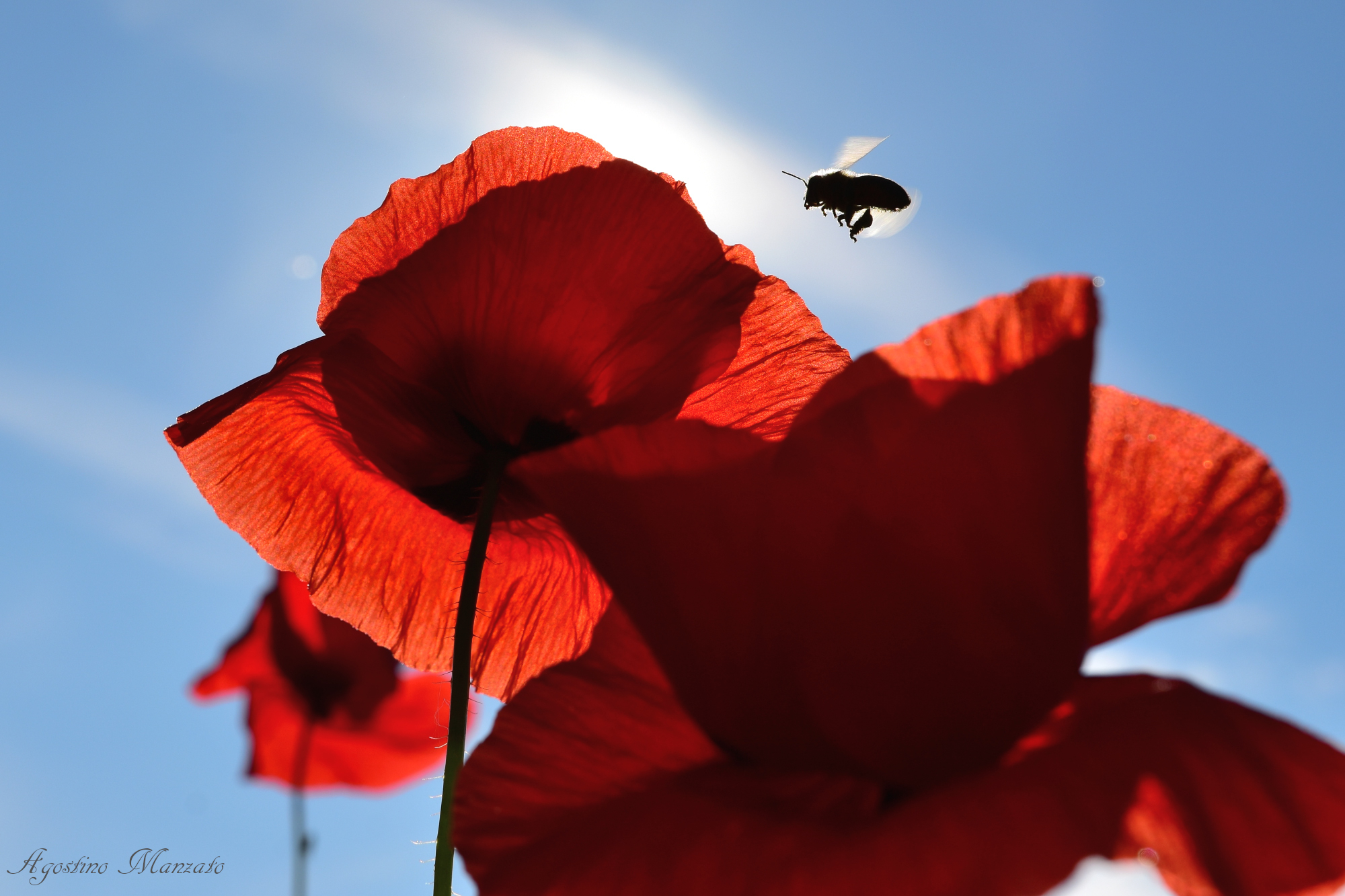 Bees and poppies