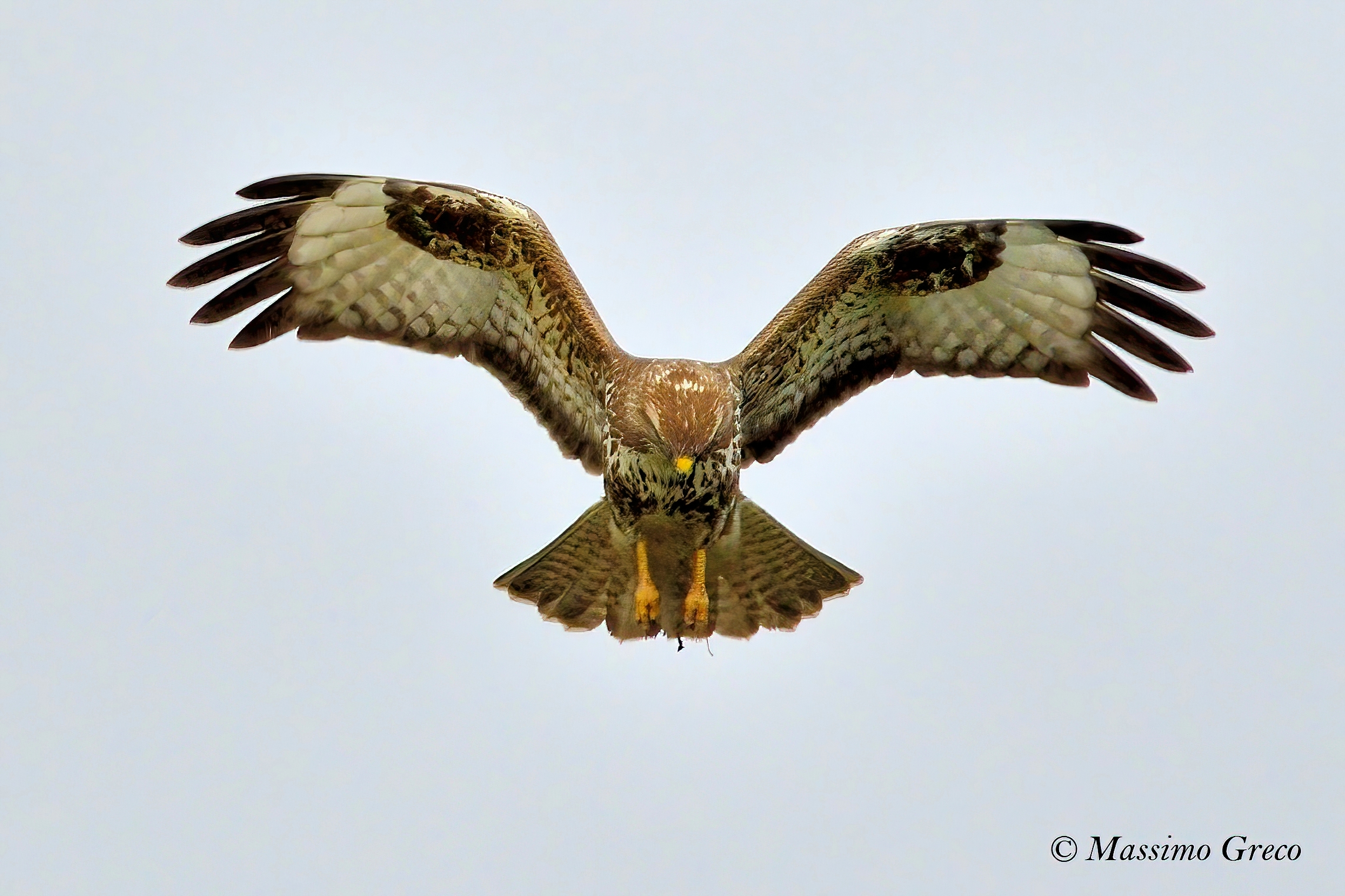 Common poiana on the hunt