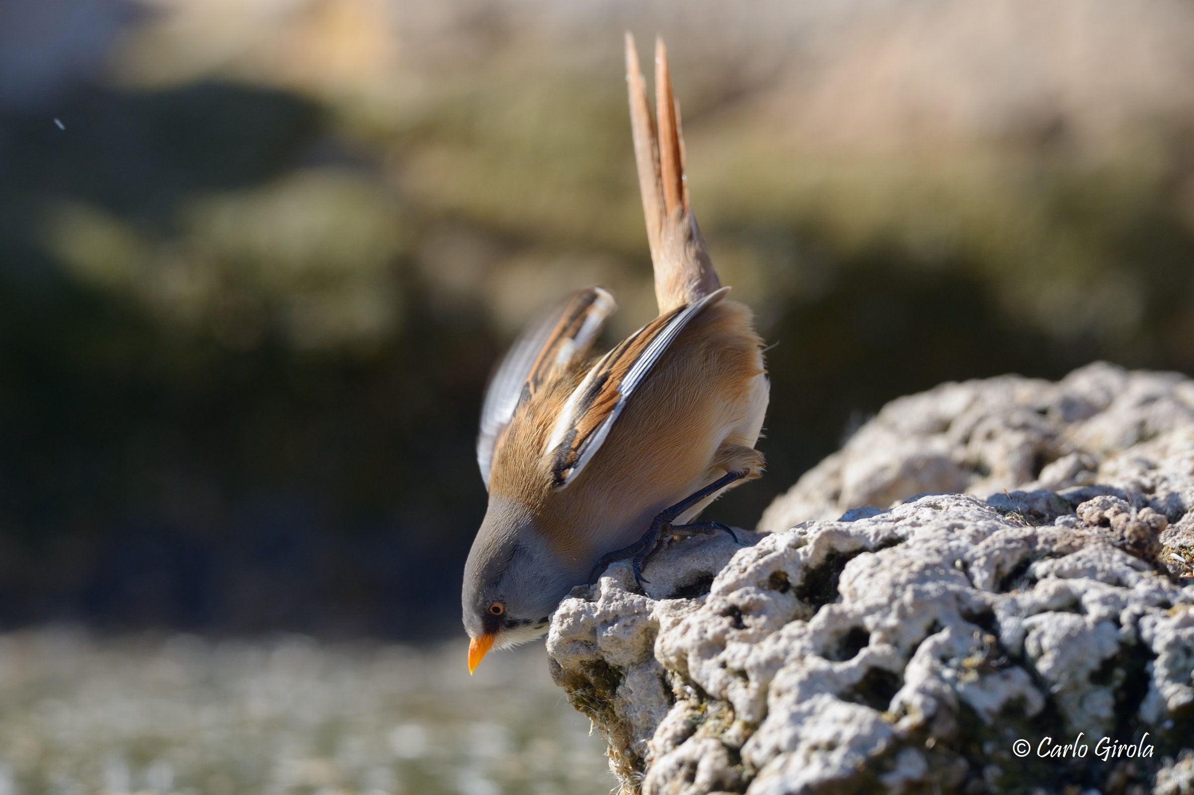 Basettino (Panurus biarmicus)