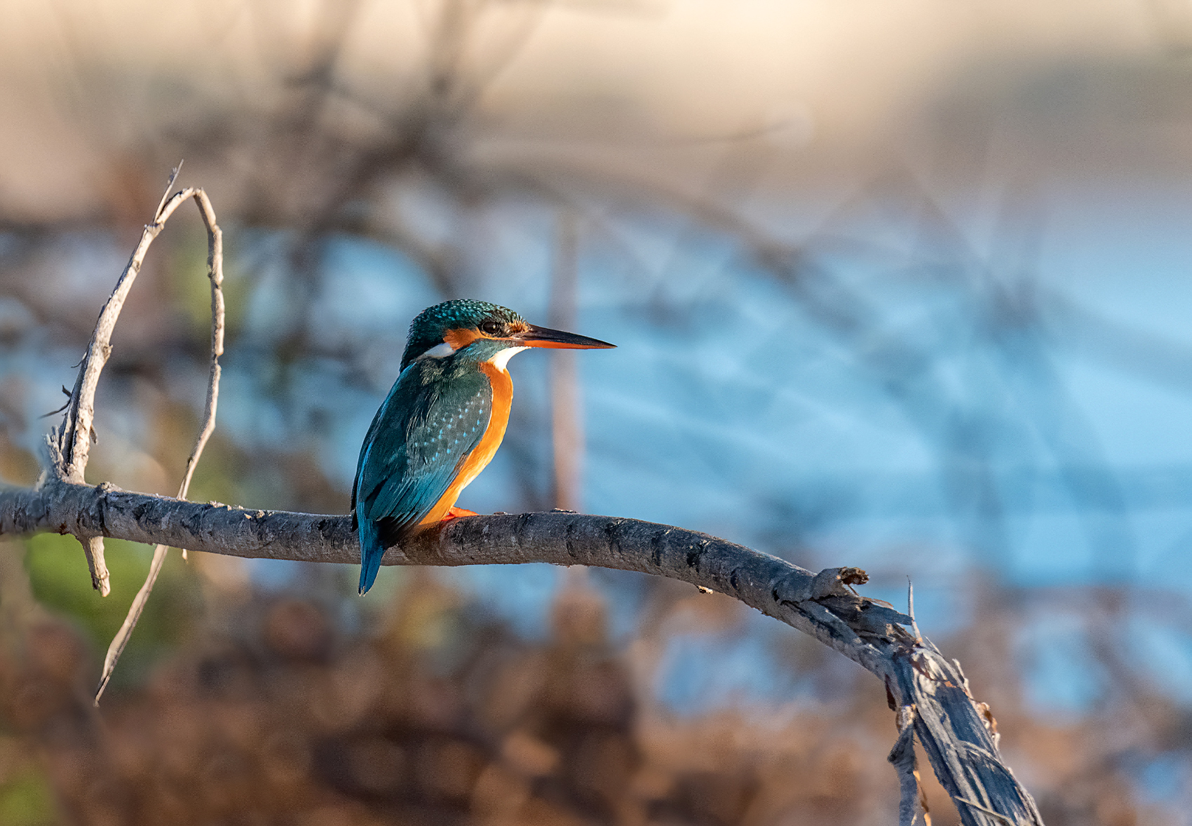Kingfisher