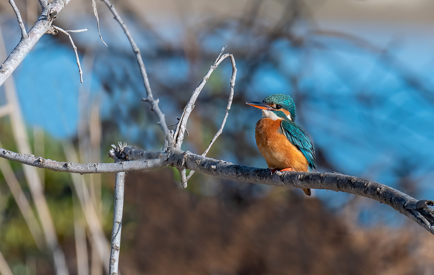 Kingfisher