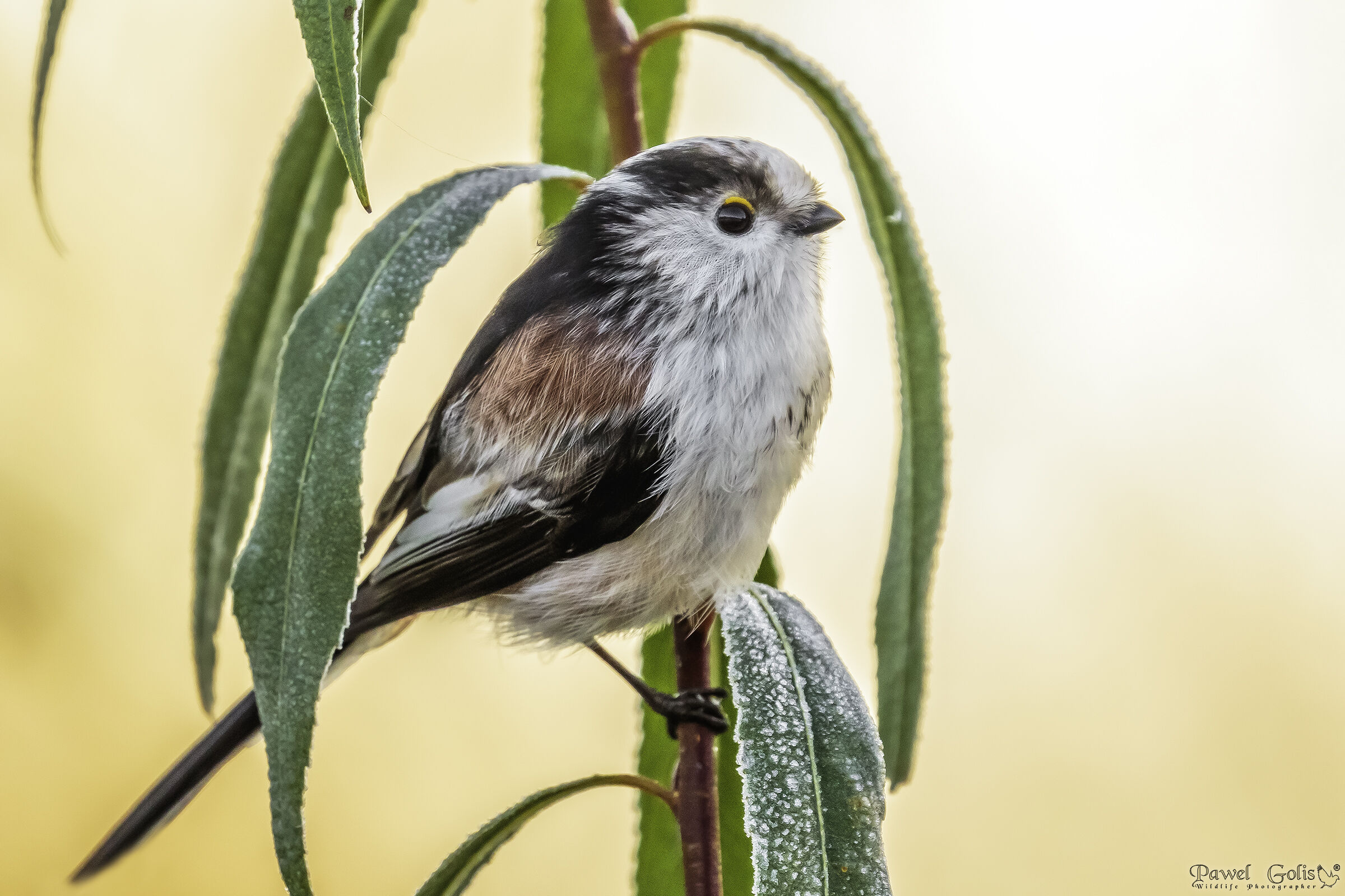 Bushtit dalla coda lunga (Aegithalos caudatus)