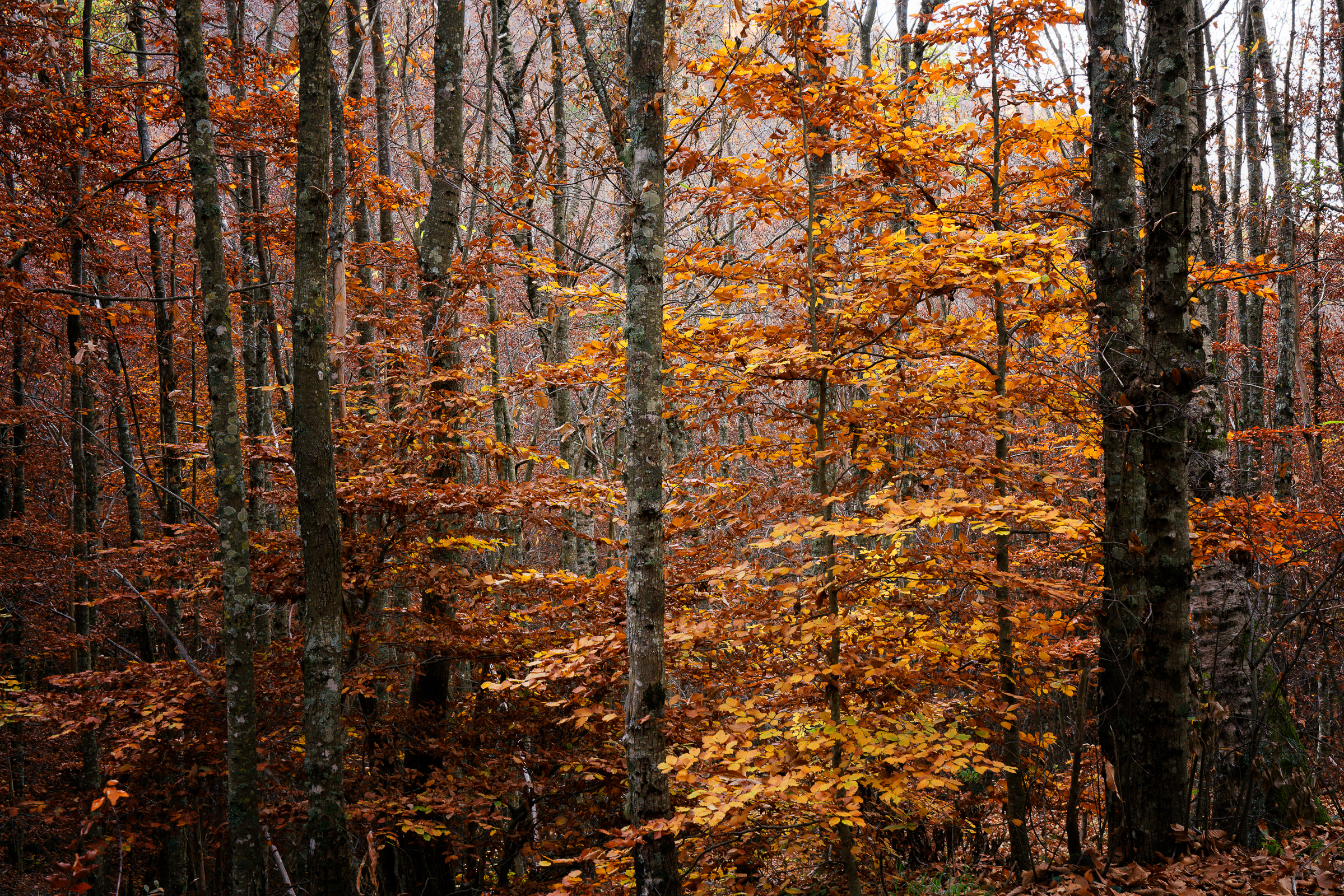 I colori dell'autunno sul monte Faito