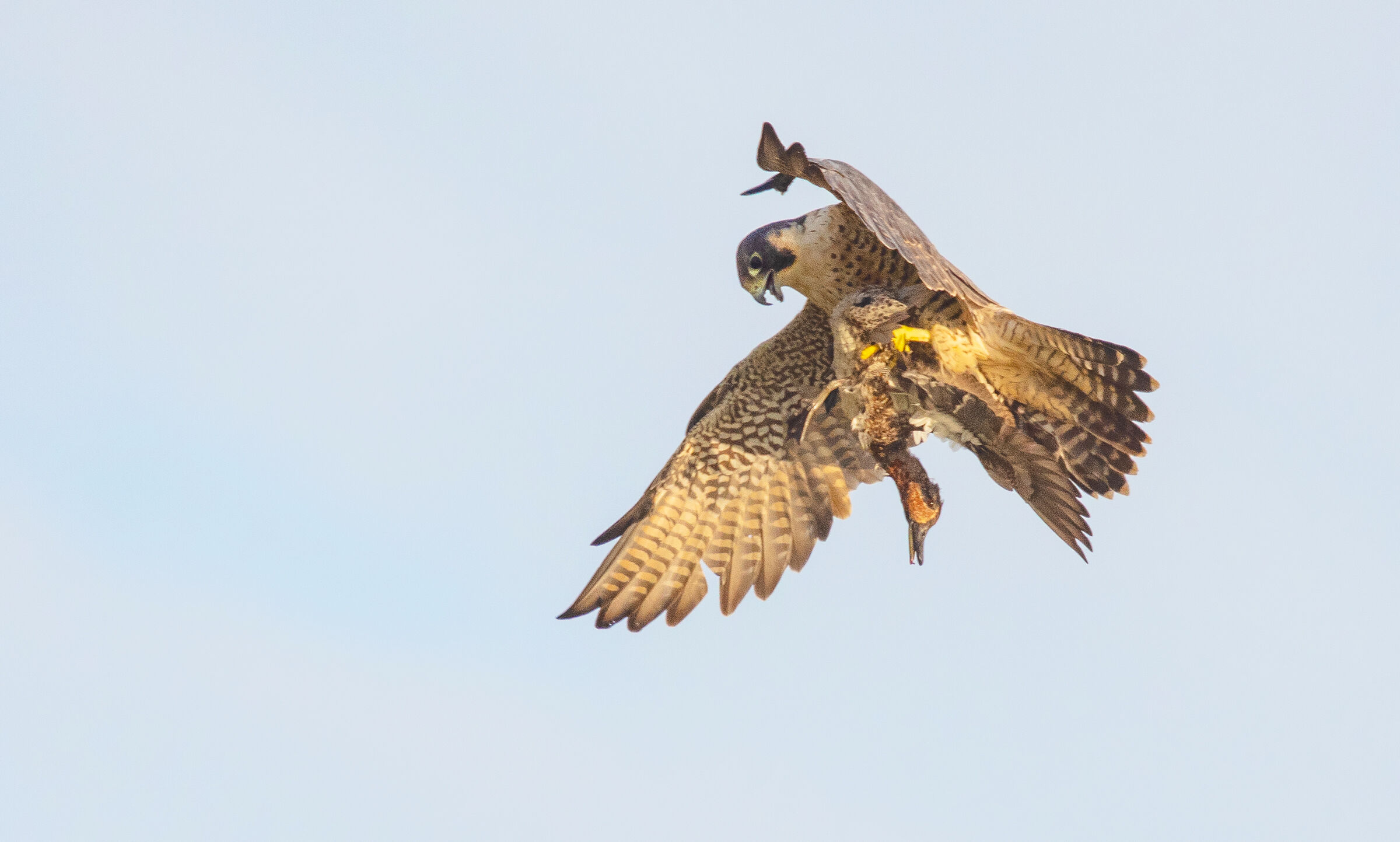 collisione a mezz'aria-peregrina e verde-verde