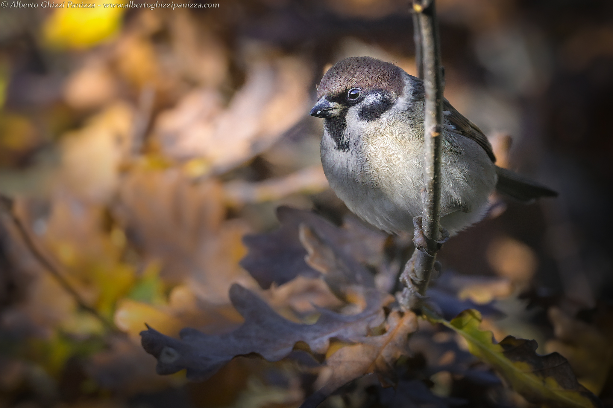 Tra le luci dell'autunno
