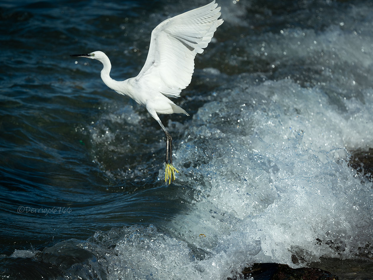 Egret on air...