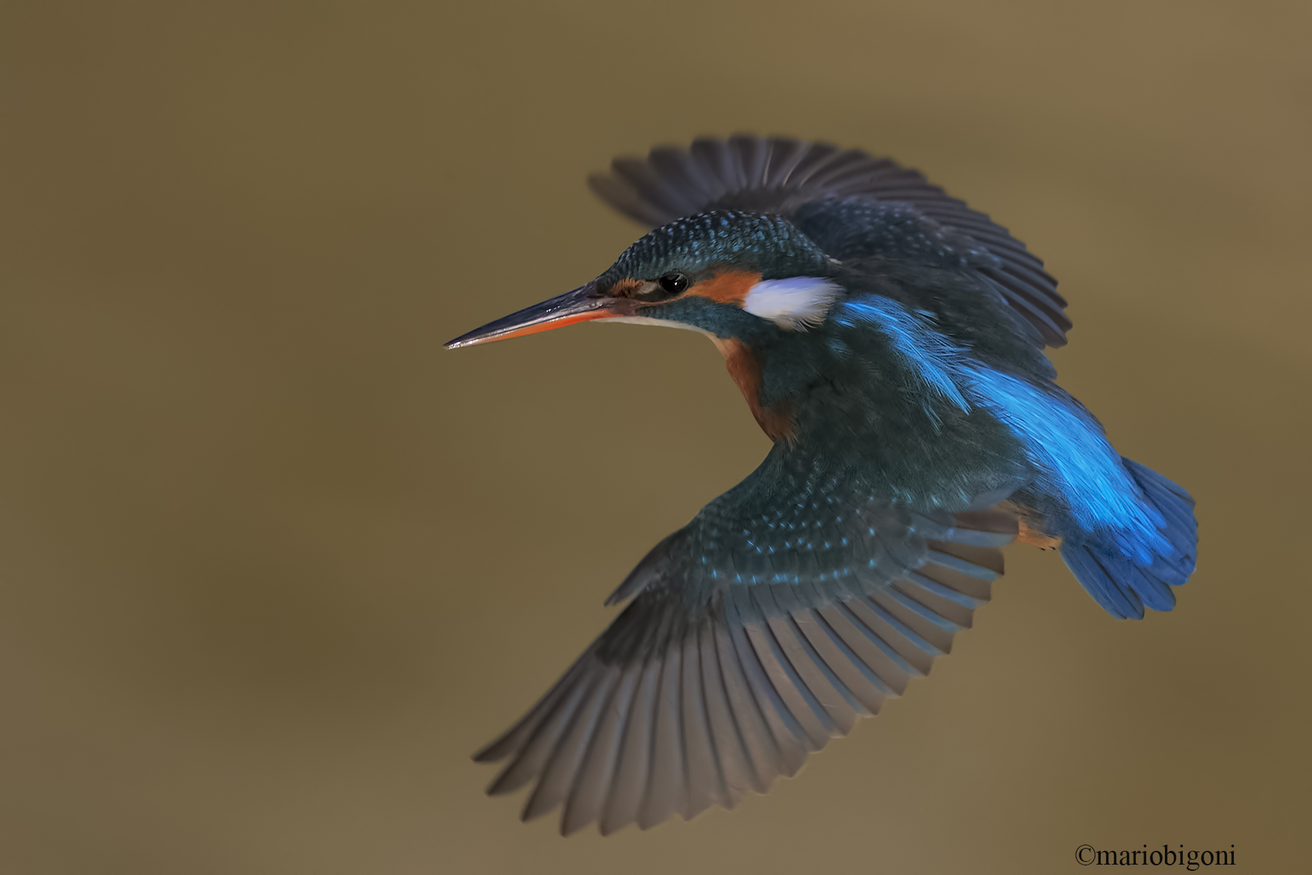 Kingfisher